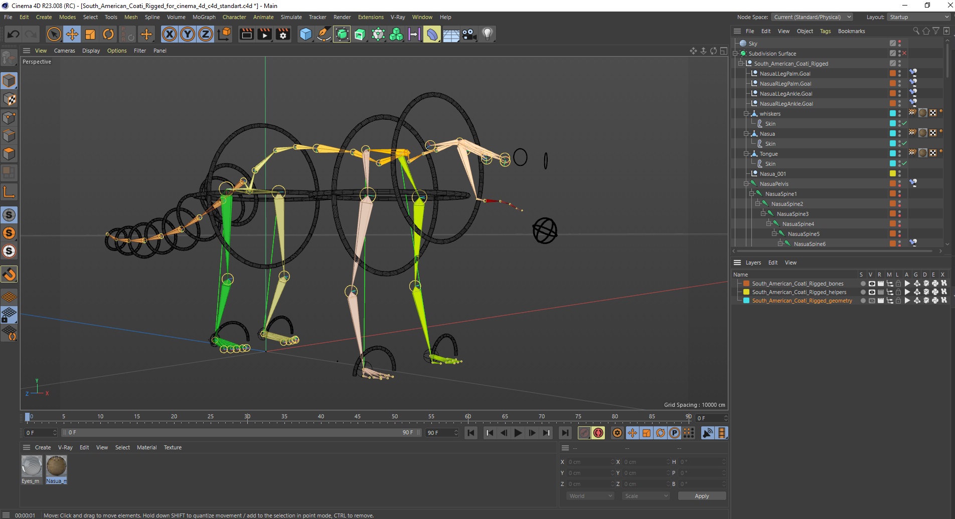 3D South American Coati Rigged for Cinema 4D