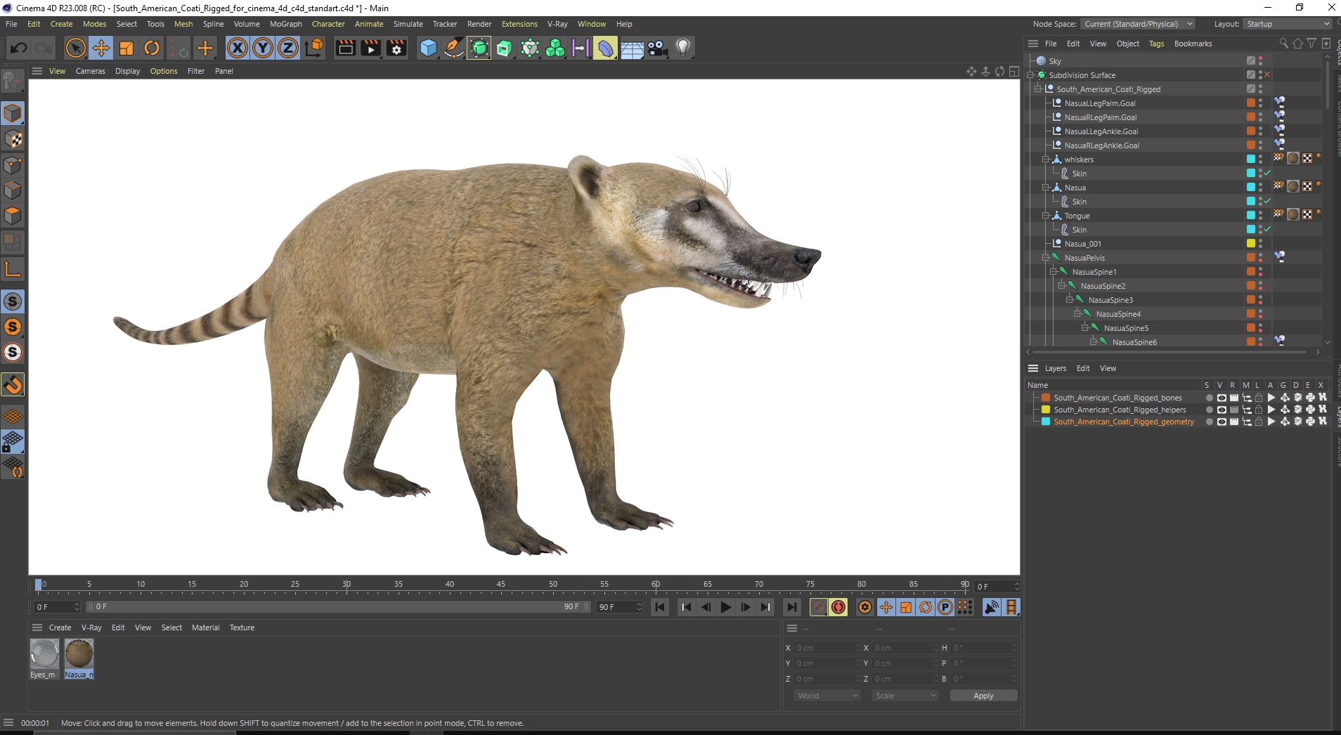 3D South American Coati Rigged for Cinema 4D