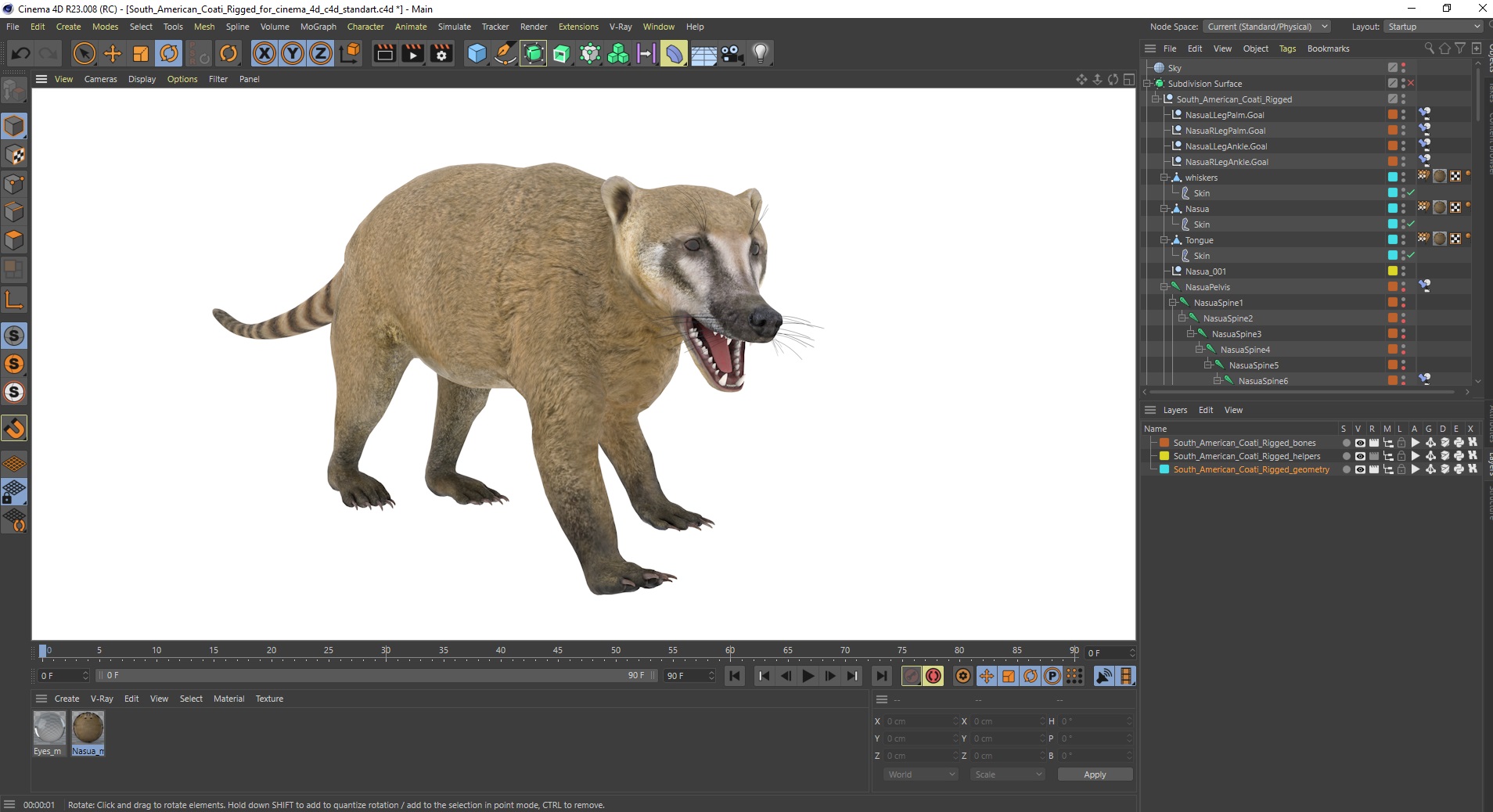 3D South American Coati Rigged for Cinema 4D