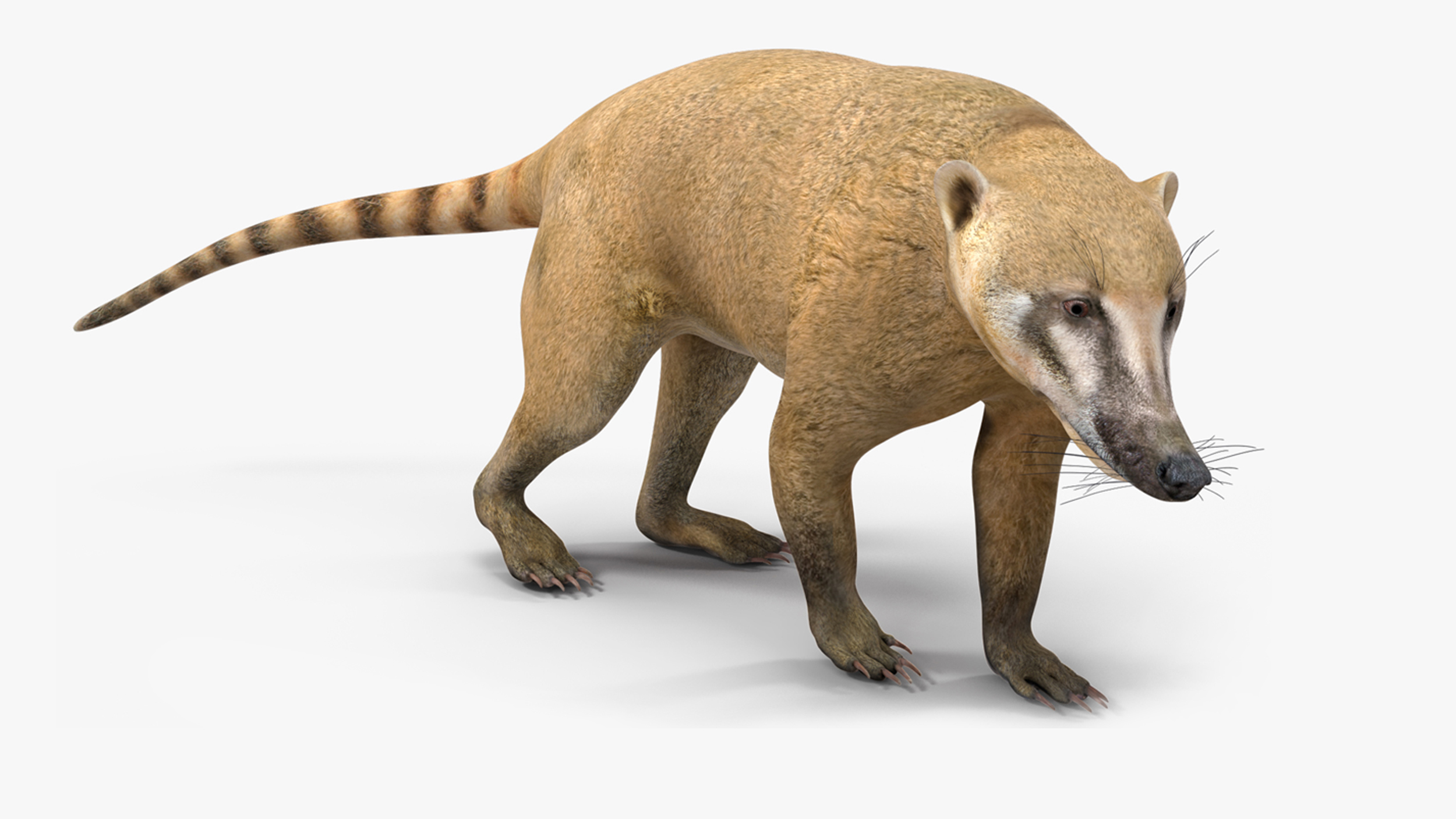 3D South American Coati Rigged for Cinema 4D