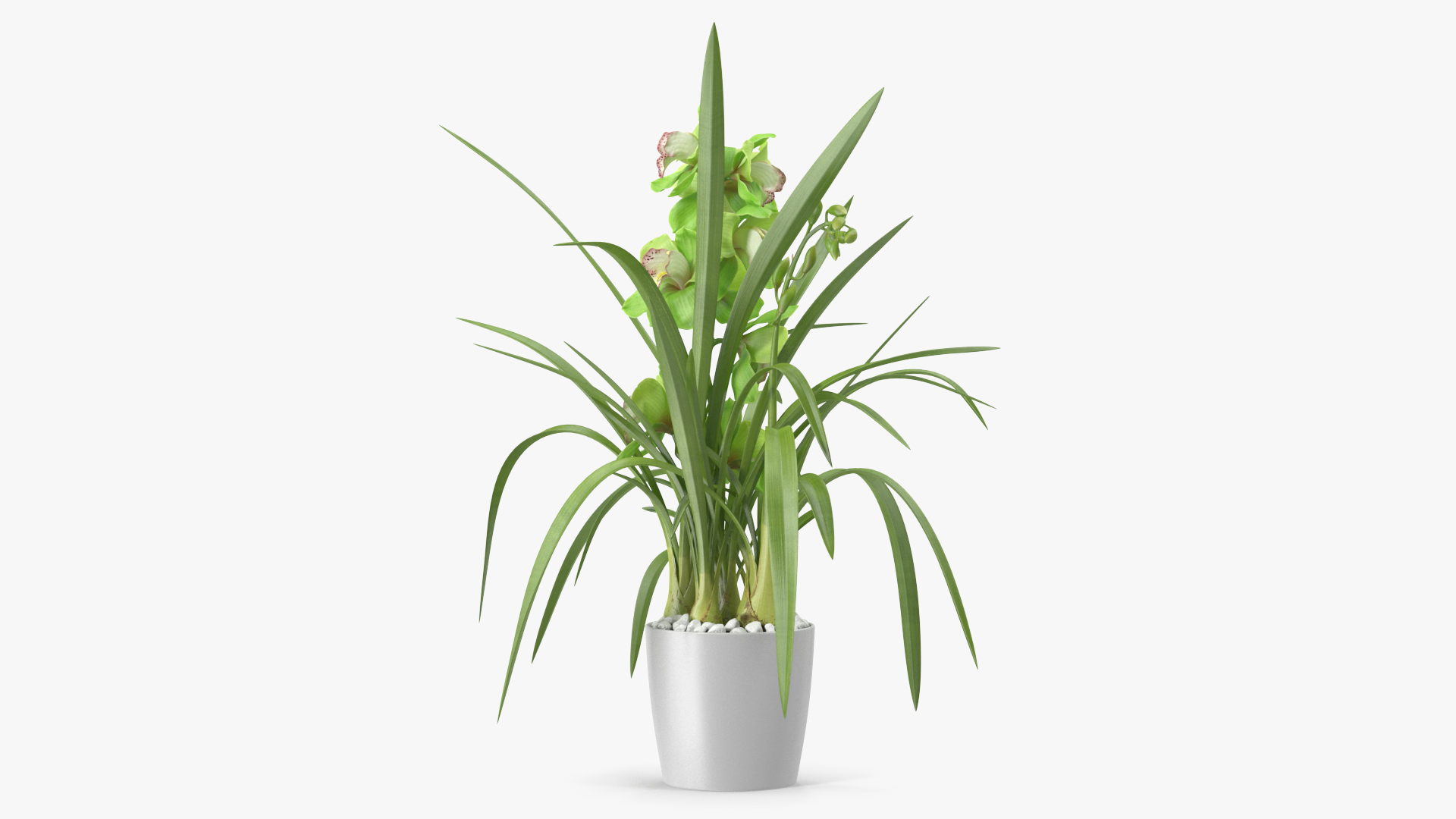 3D Orchid Pot Green