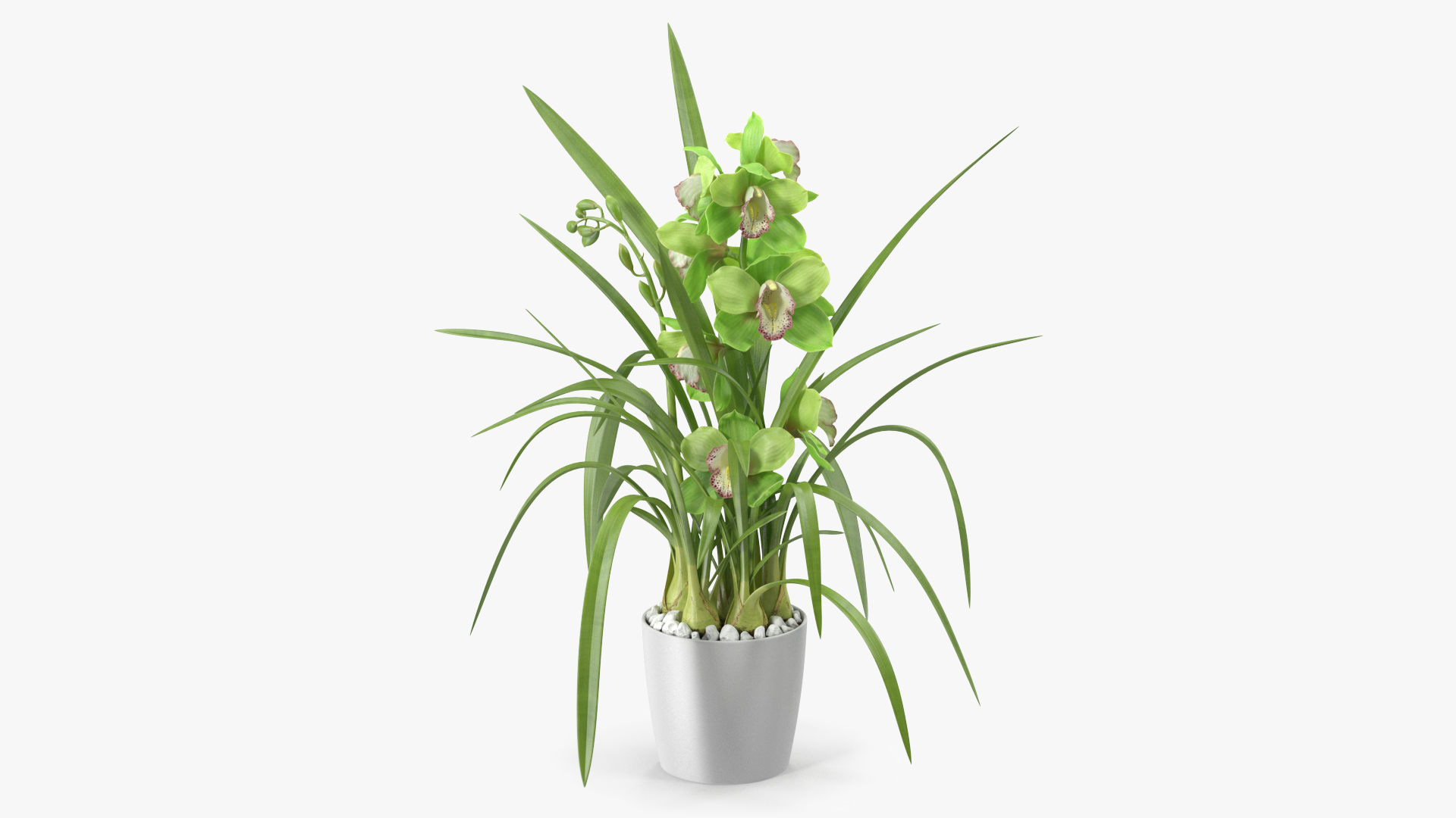 3D Orchid Pot Green