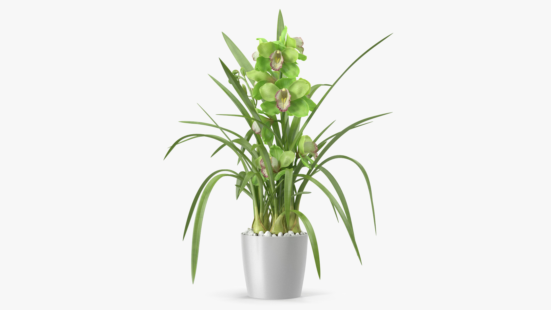 3D Orchid Pot Green