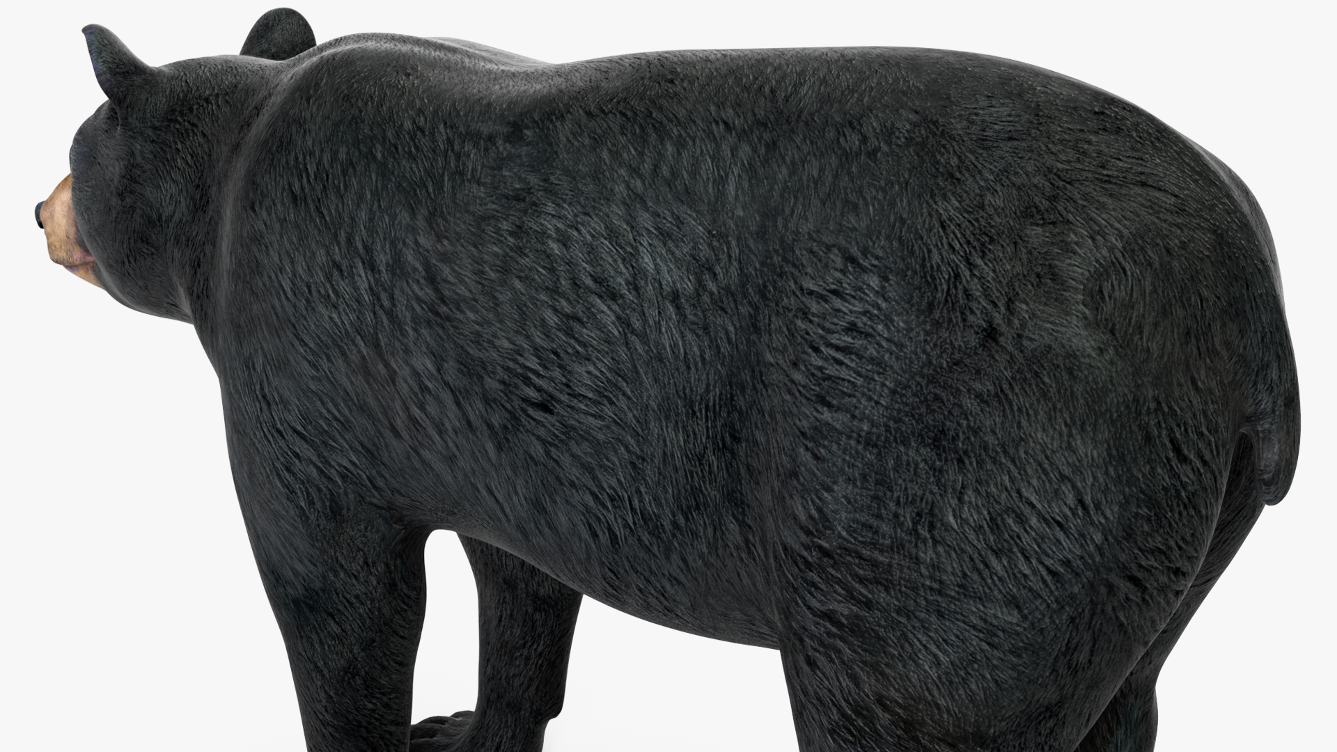 3D model Black Bear