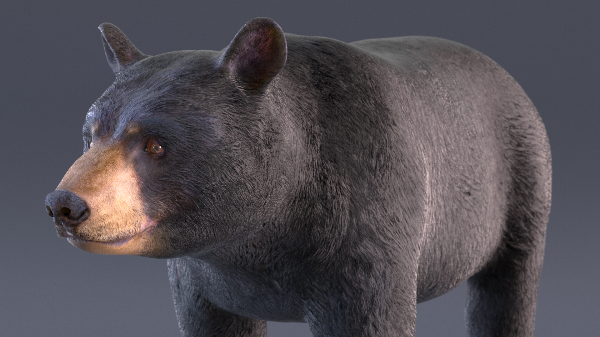 3D model Black Bear