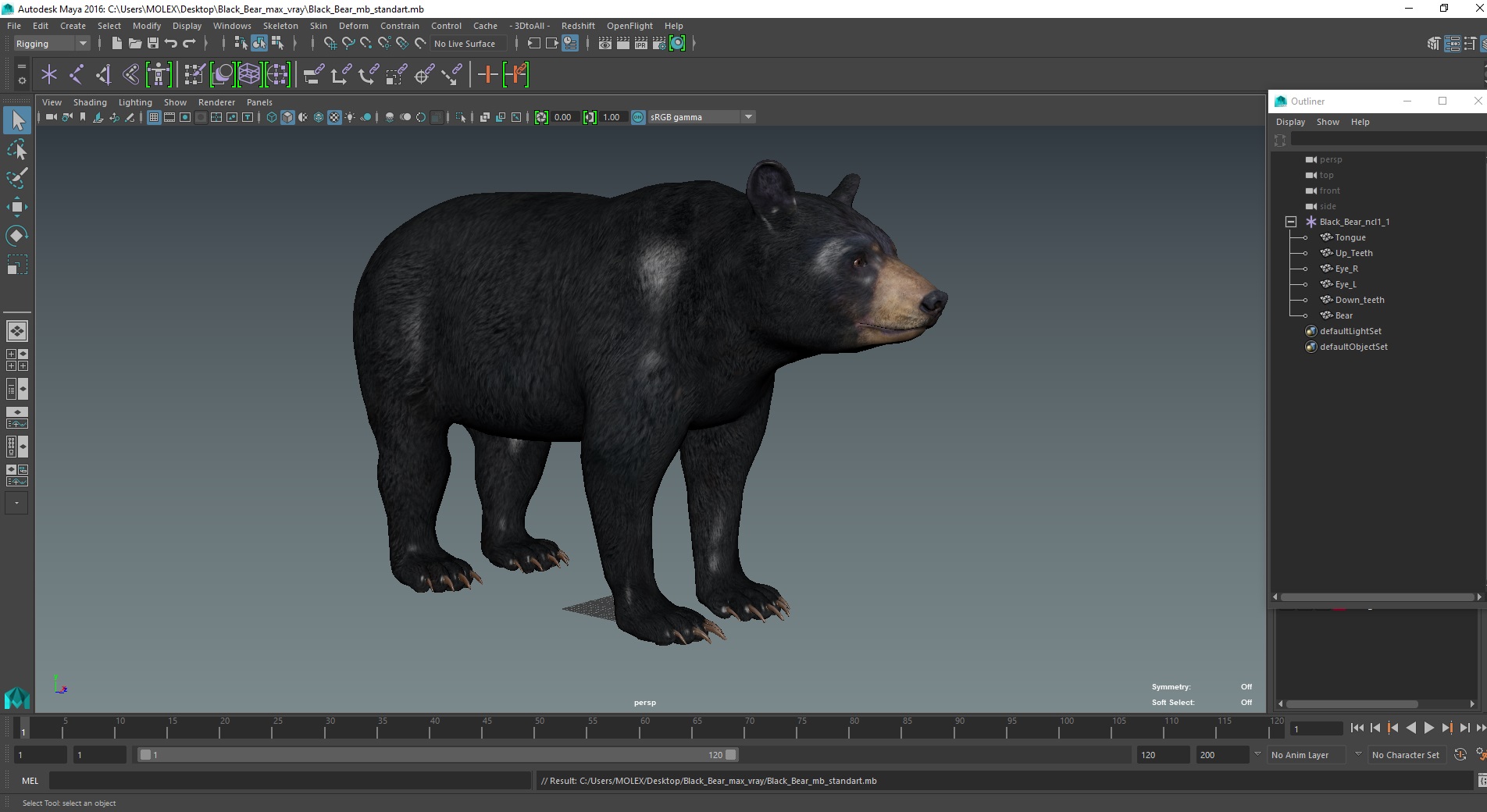 3D model Black Bear