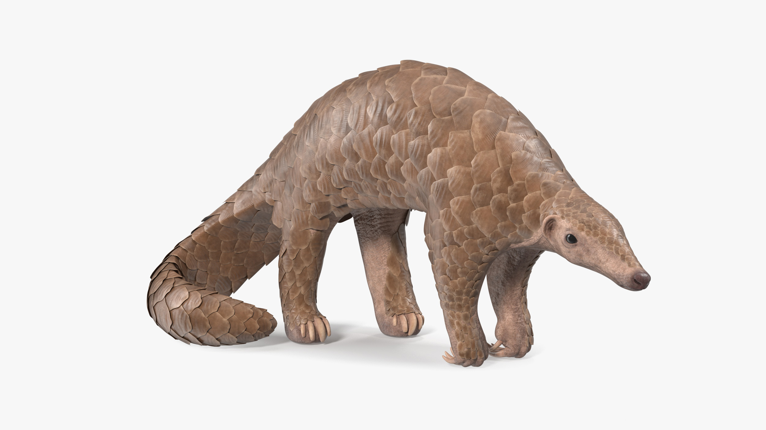 Pangolin Rigged for Maya 3D model