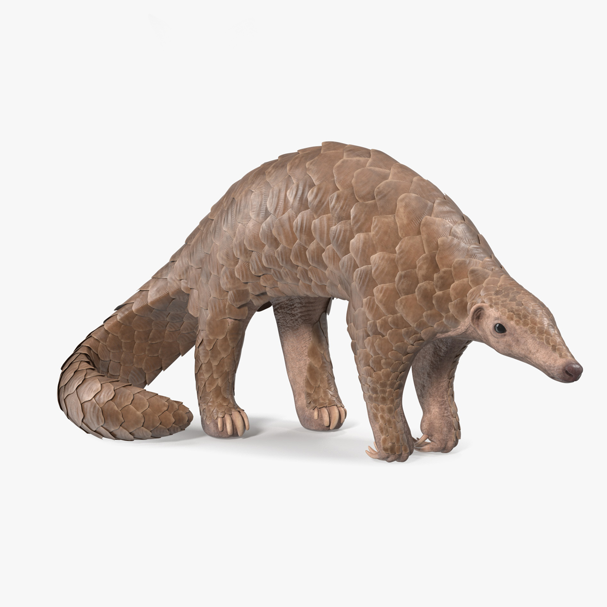 Pangolin Rigged for Maya 3D model