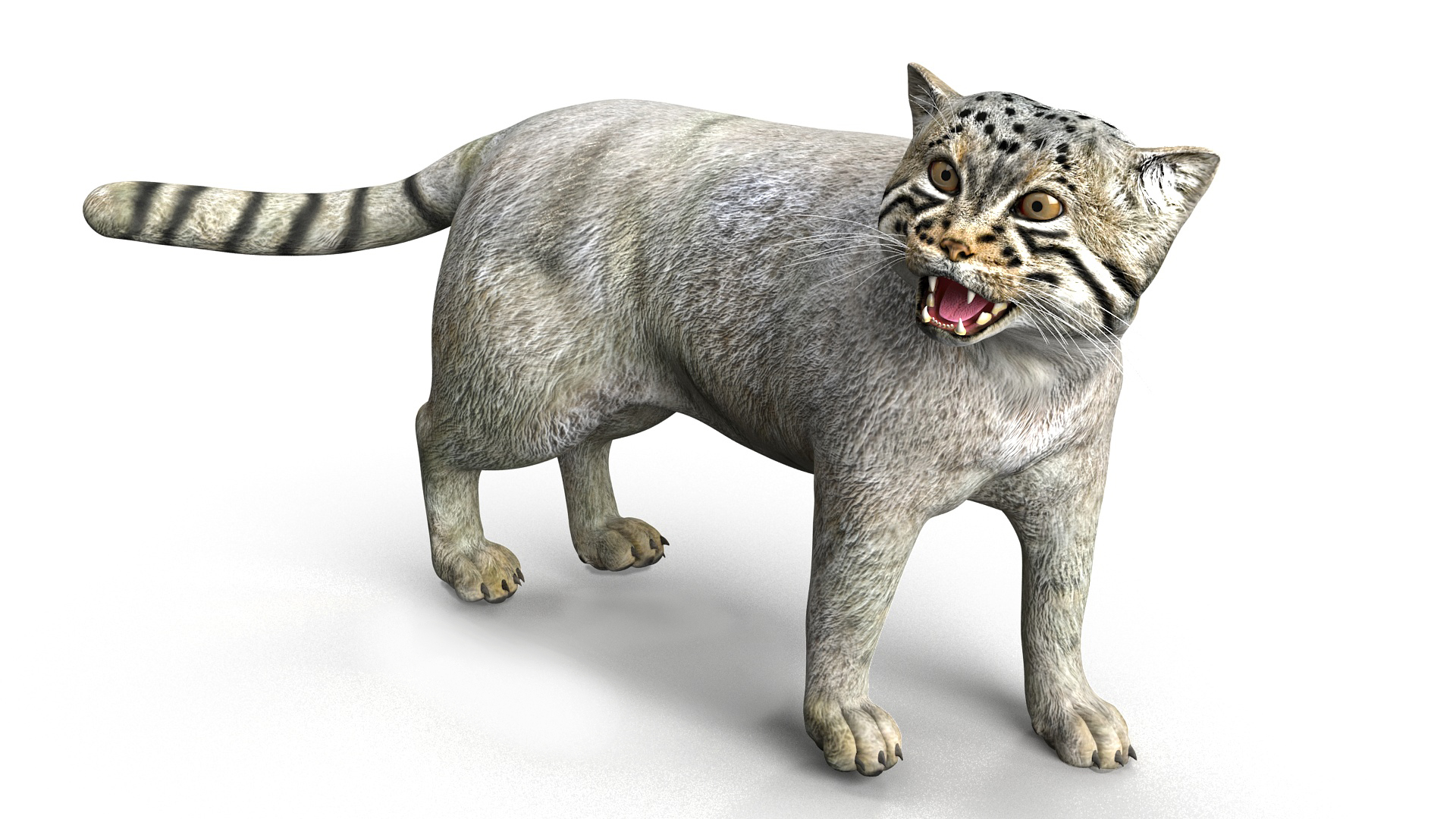 Pallas Cat Rigged 3D