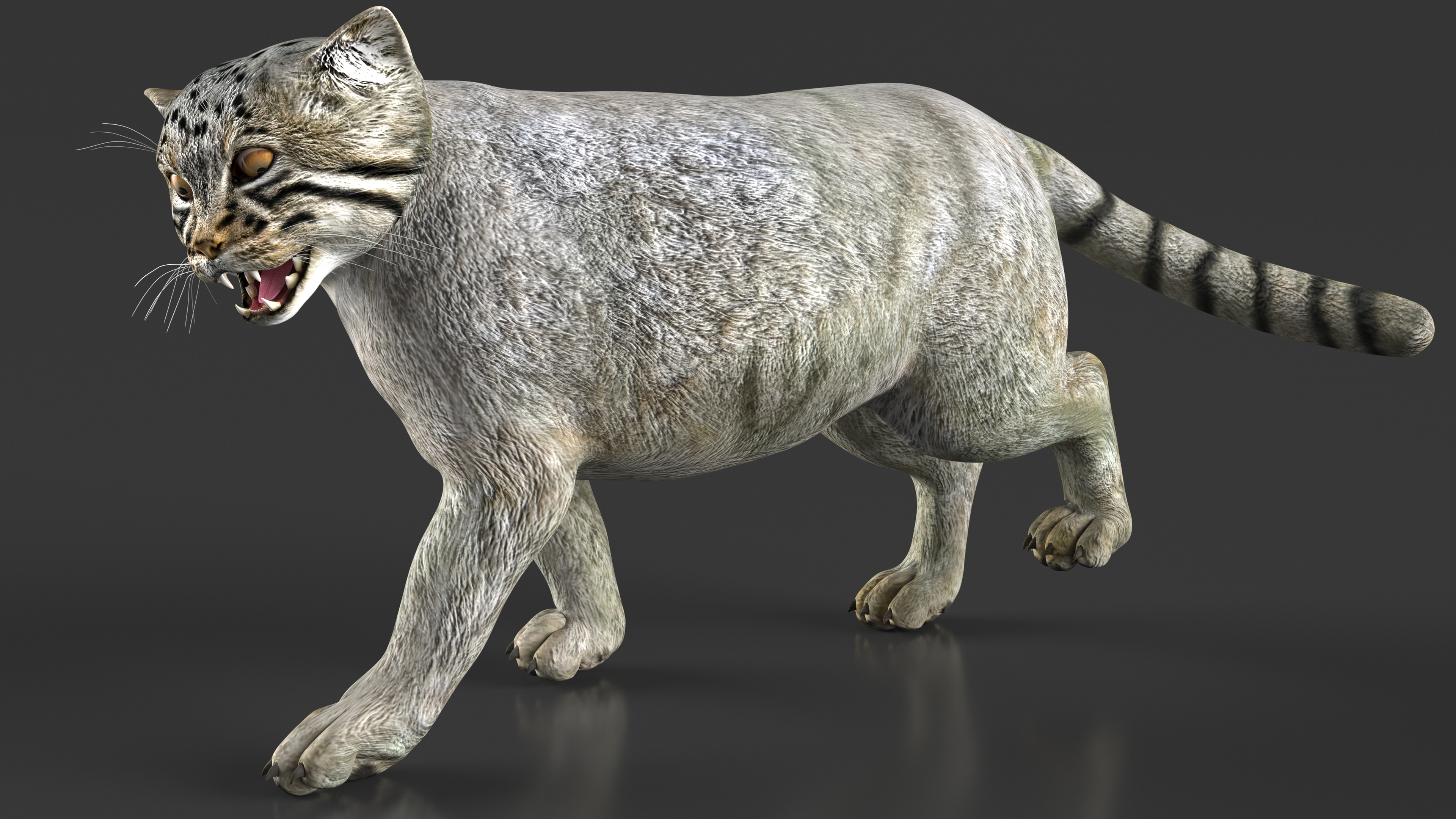 Pallas Cat Rigged 3D