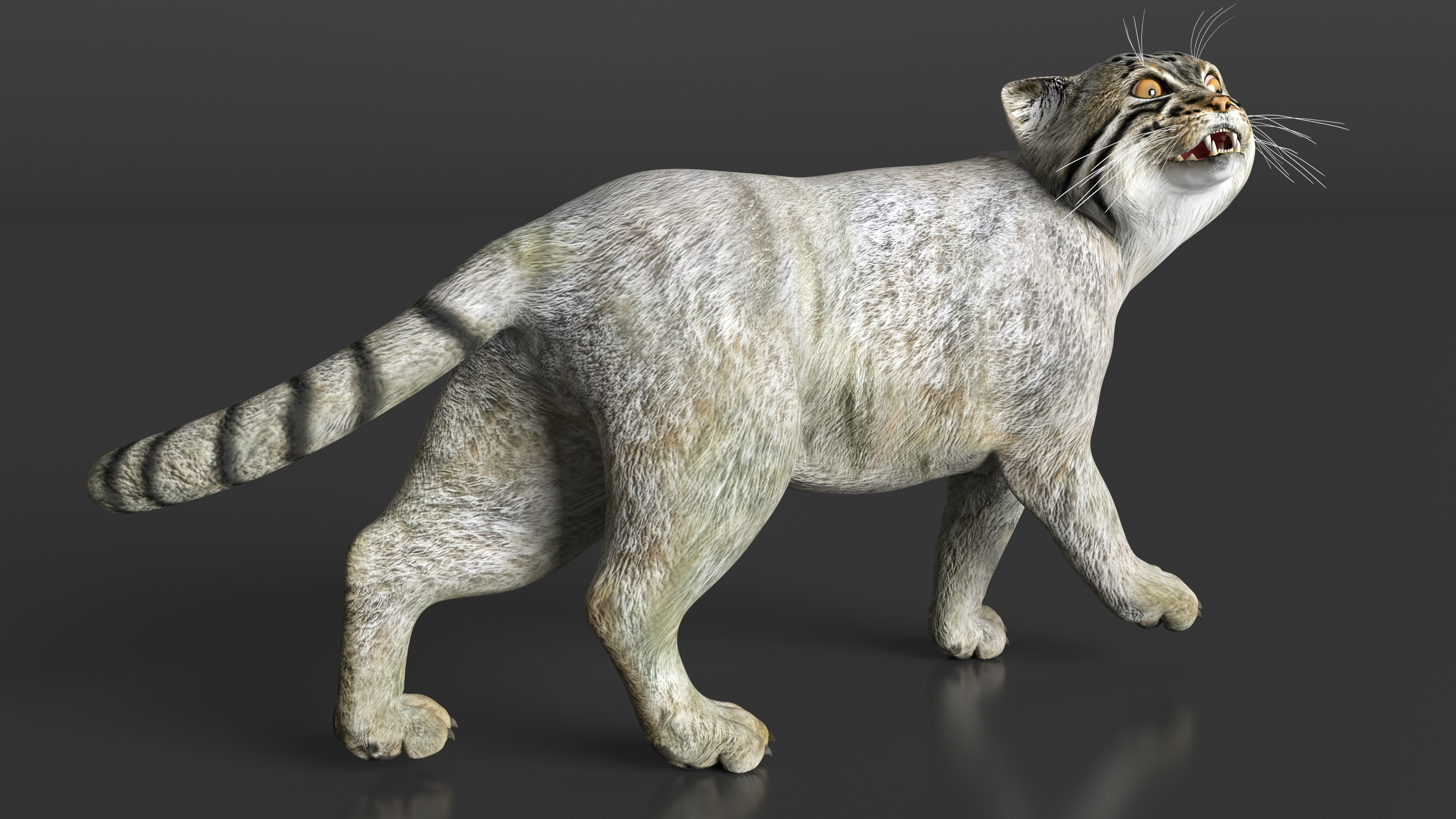 Pallas Cat Rigged 3D
