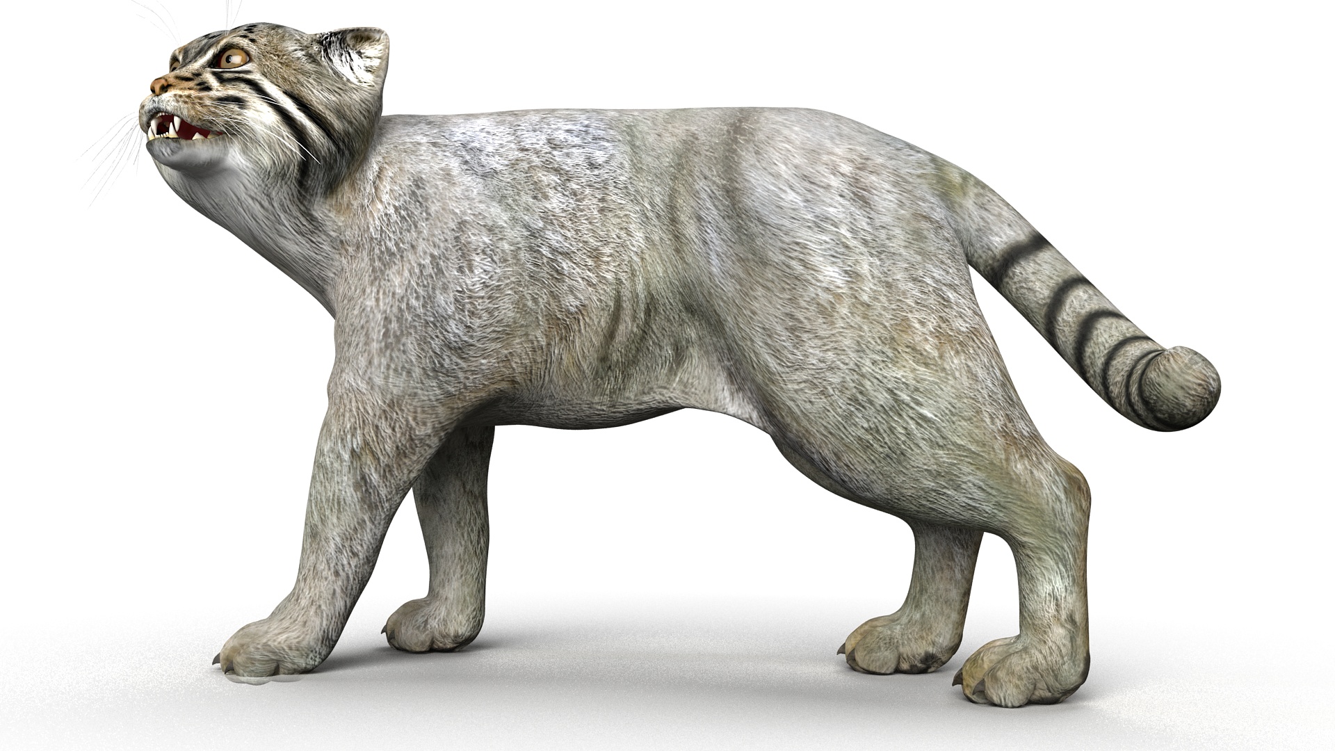 Pallas Cat Rigged 3D