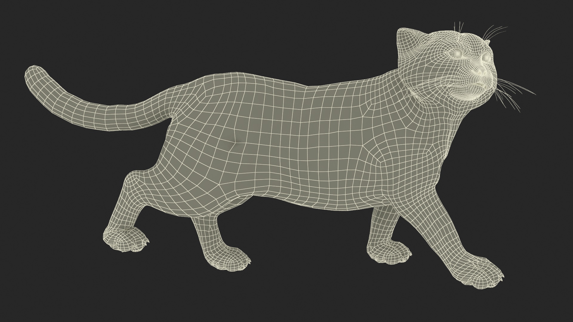 Pallas Cat Rigged 3D