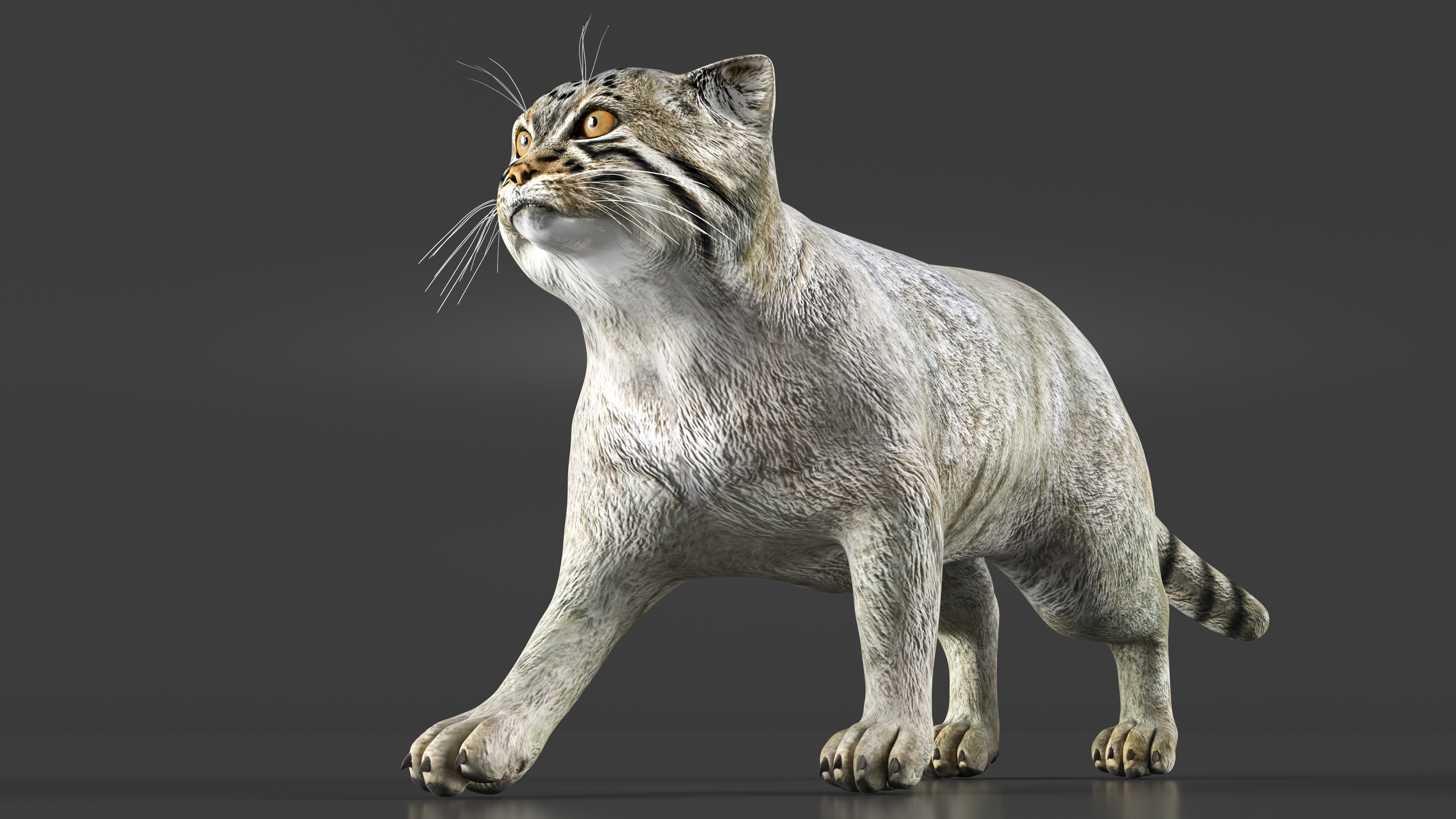 Pallas Cat Rigged 3D