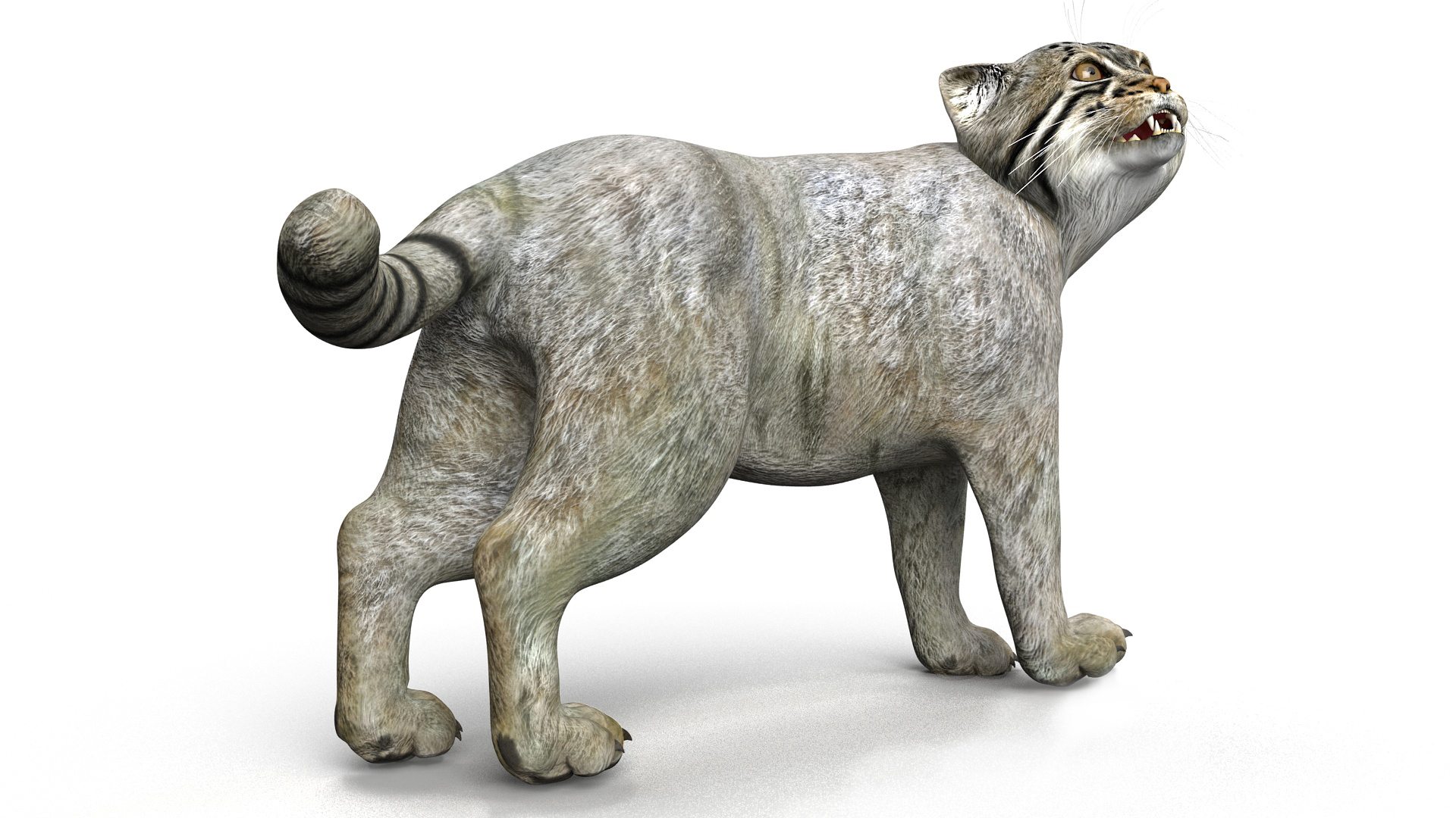 Pallas Cat Rigged 3D