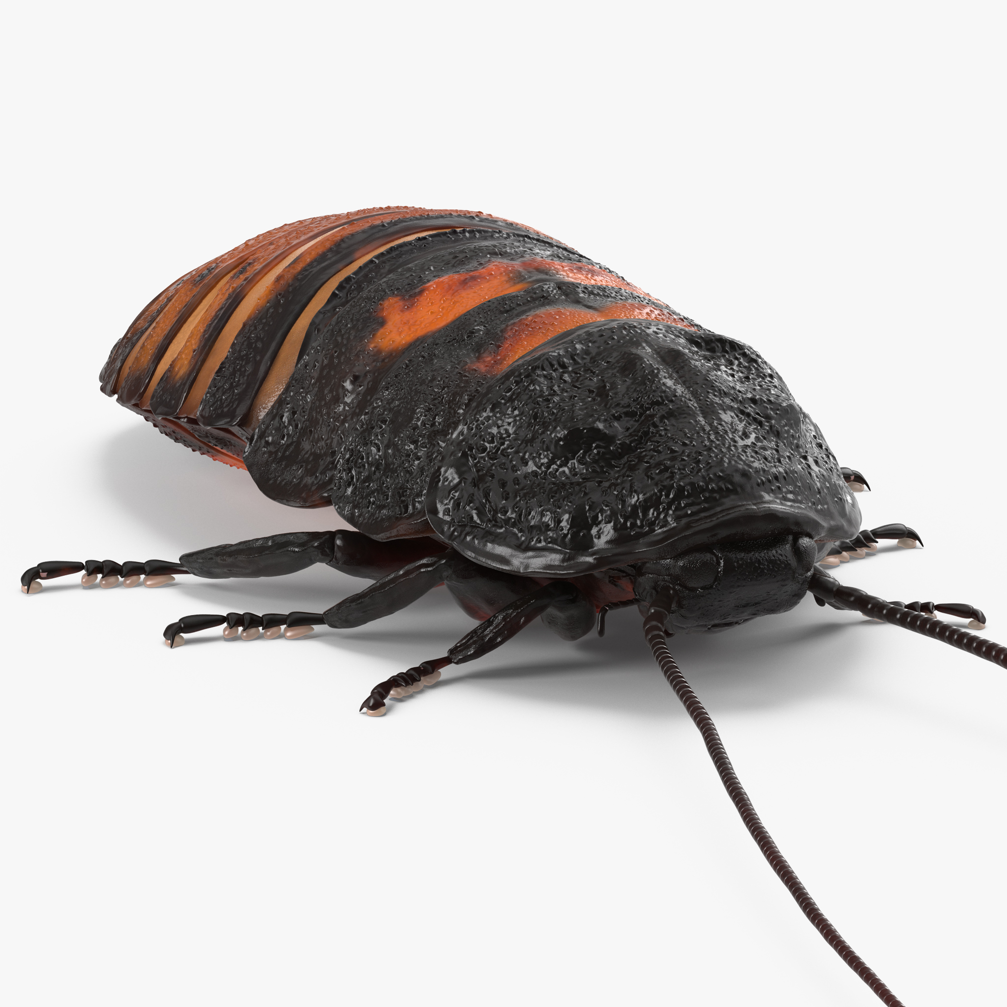 Madagascar Cockroach, view 3