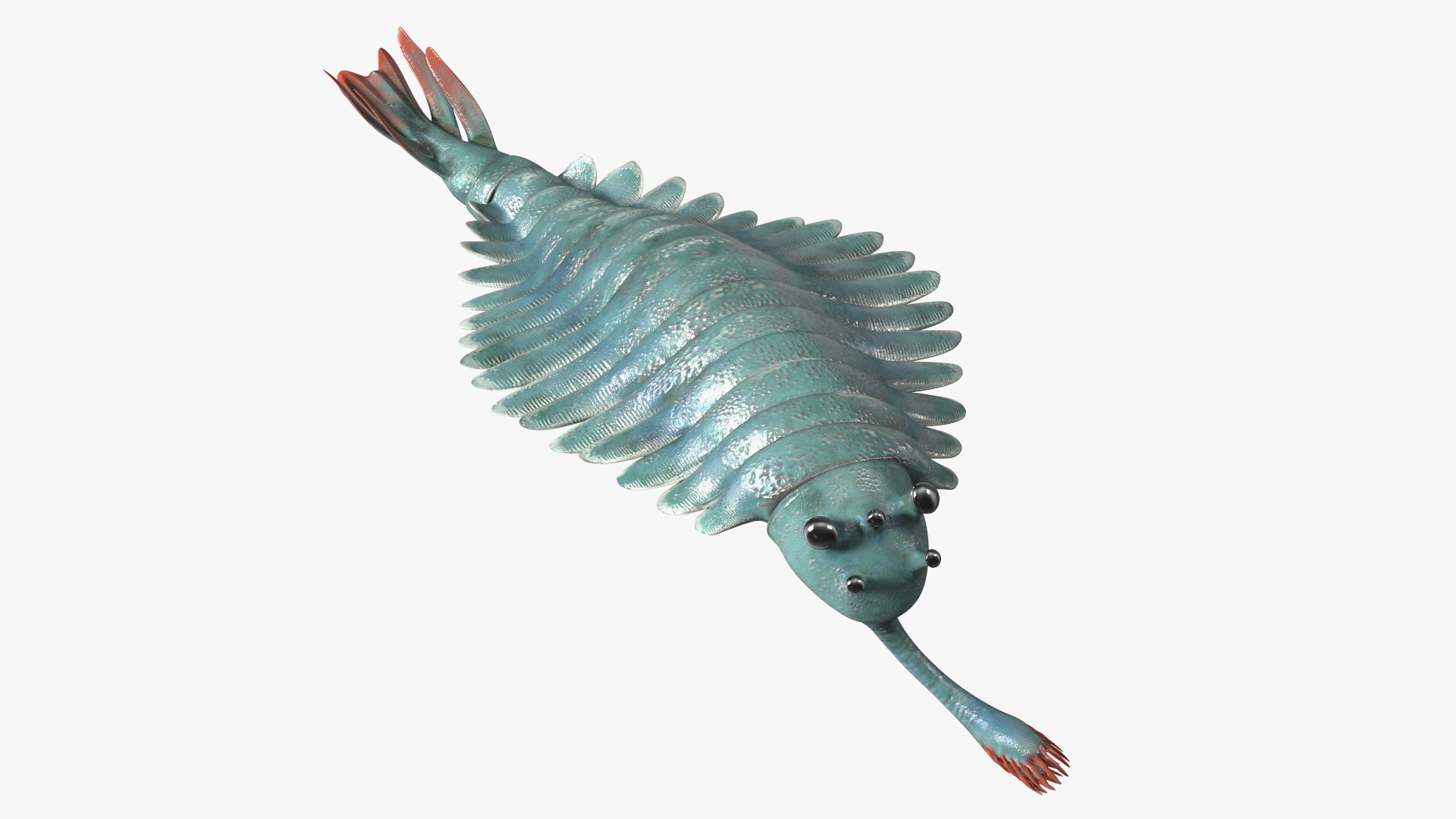 3D Green Opabinia Swimming model