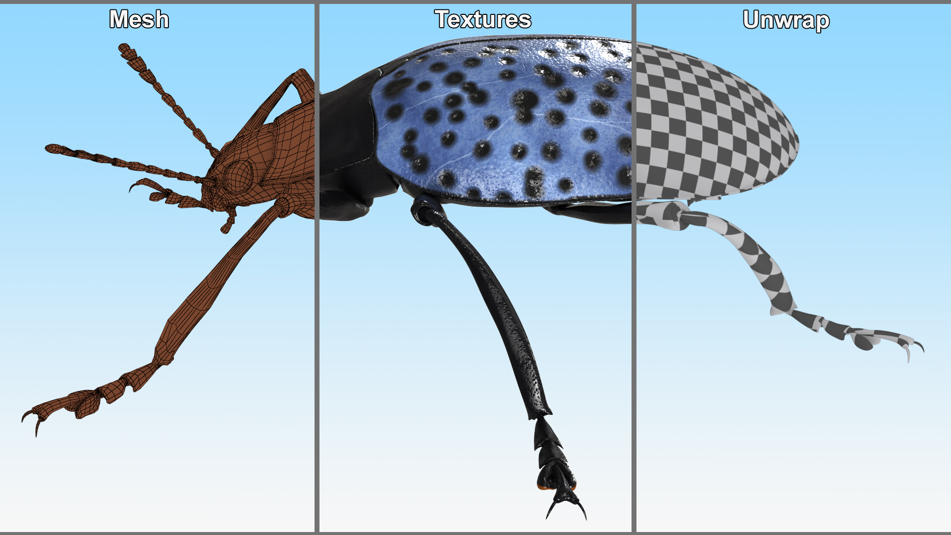 3D Blue Fungus Beetle model