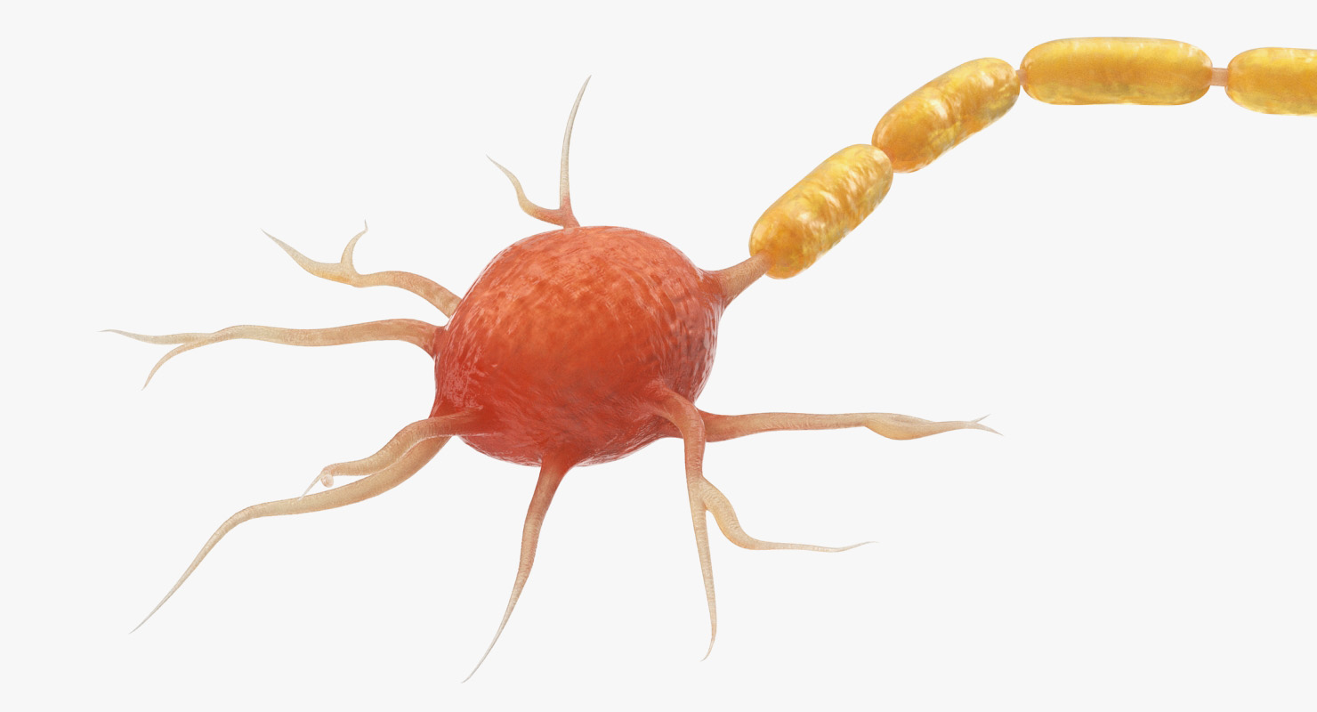 3D model Neuron Nerve Cell Anatomy