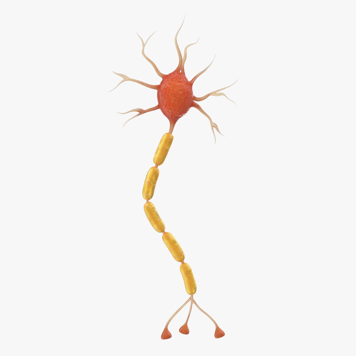 Neuron Nerve Cell Anatomy, view 3
