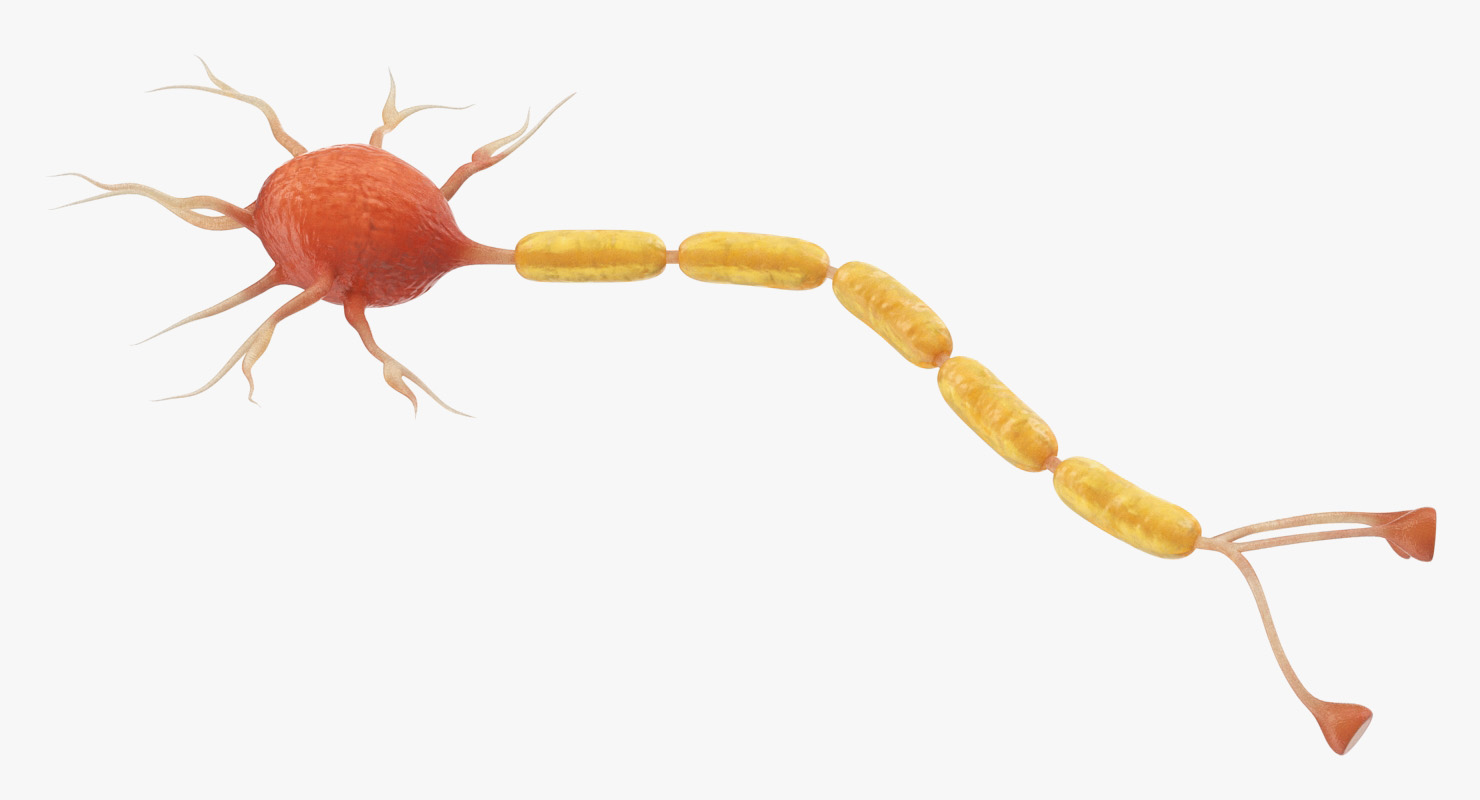 3D model Neuron Nerve Cell Anatomy
