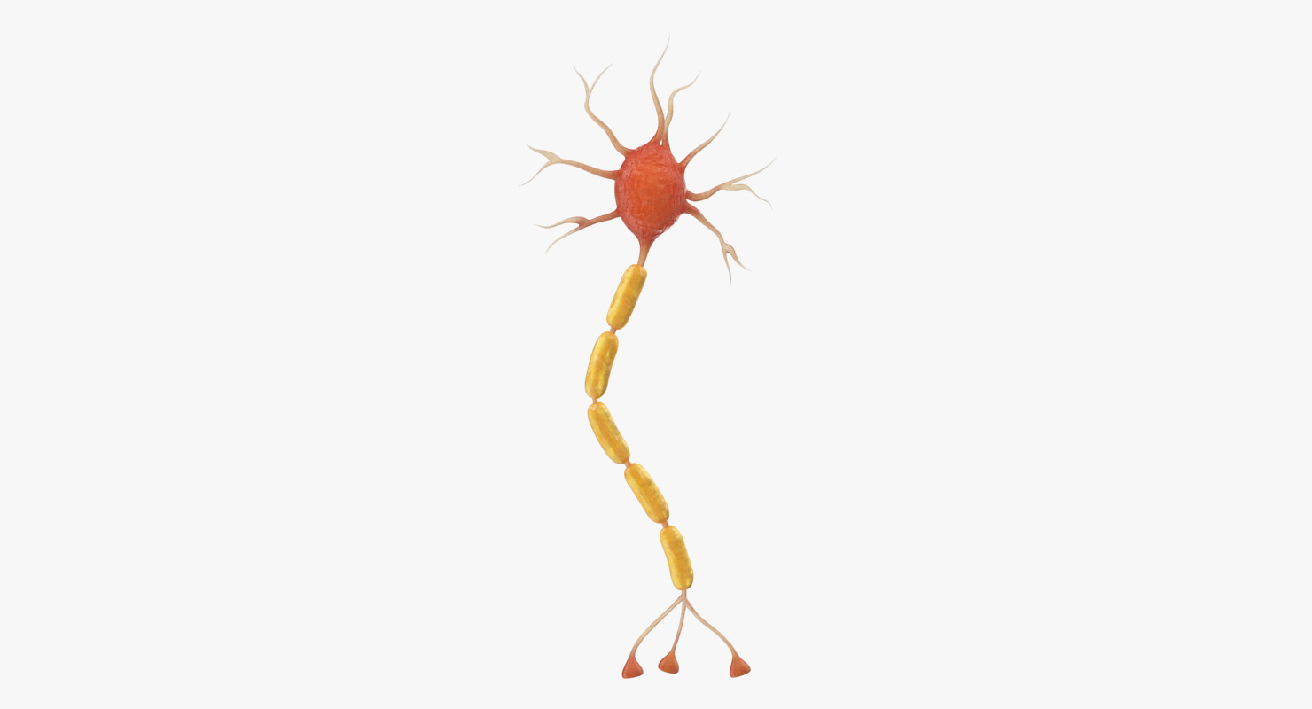 3D model Neuron Nerve Cell Anatomy