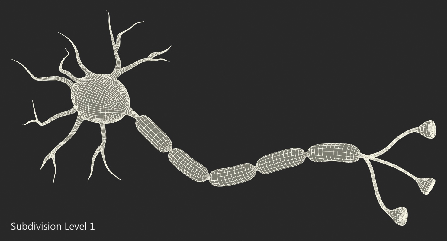 3D model Neuron Nerve Cell Anatomy