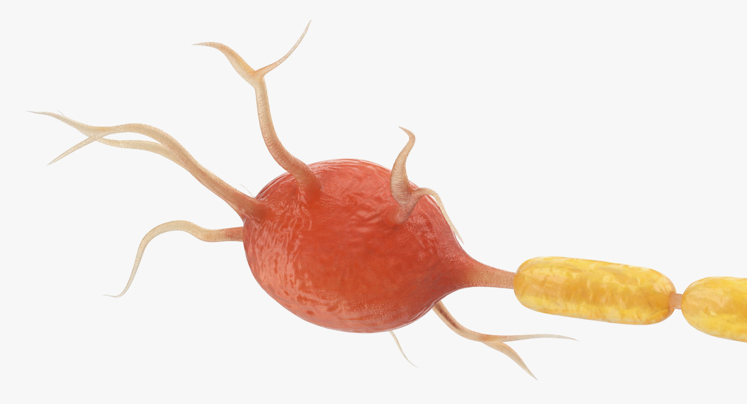 3D model Neuron Nerve Cell Anatomy