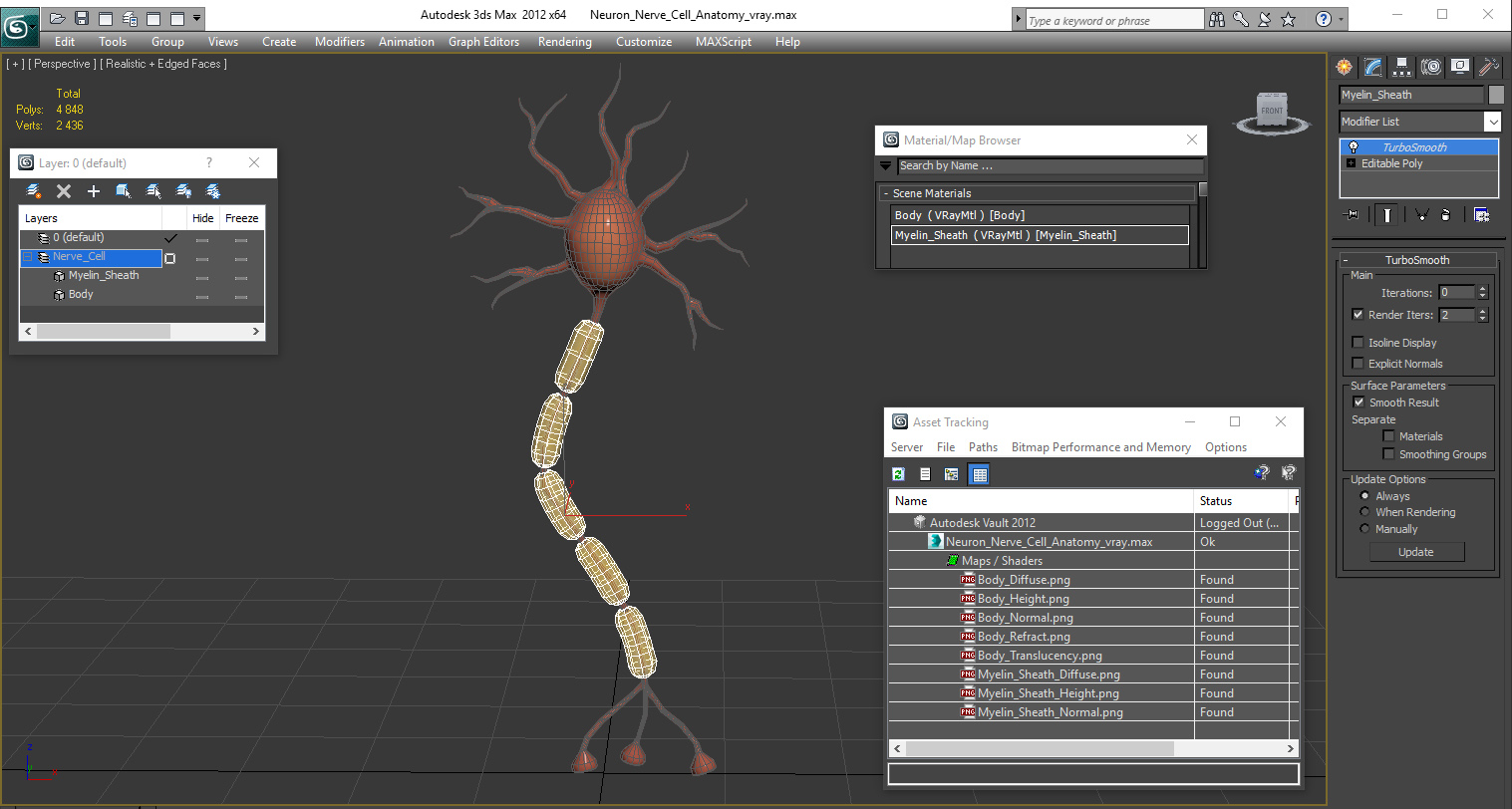 3D model Neuron Nerve Cell Anatomy