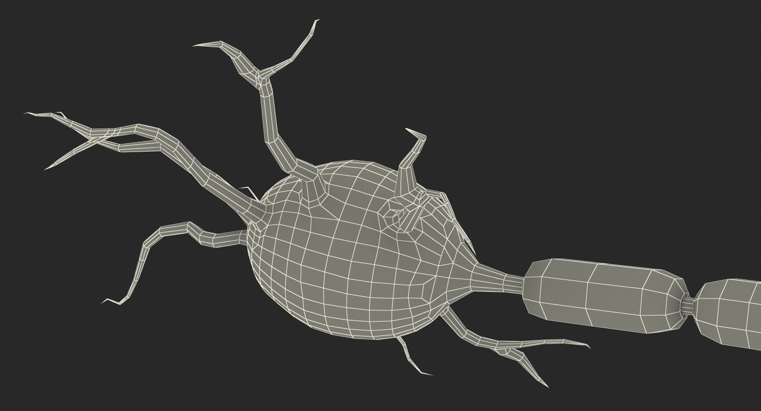 3D model Neuron Nerve Cell Anatomy