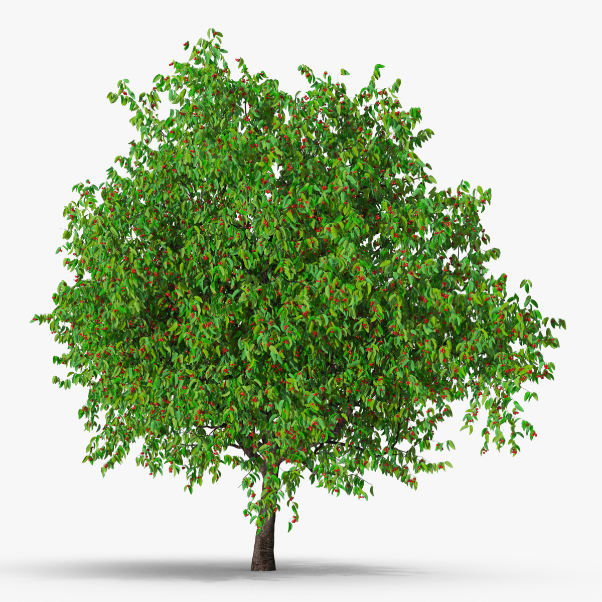 Cherry Tree with Fruit 3D model preview