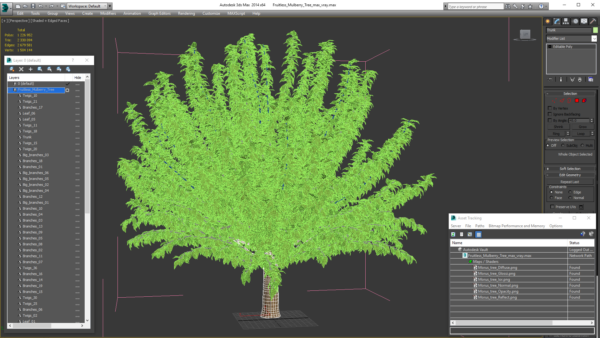 3D Fruitless Mulberry Tree model