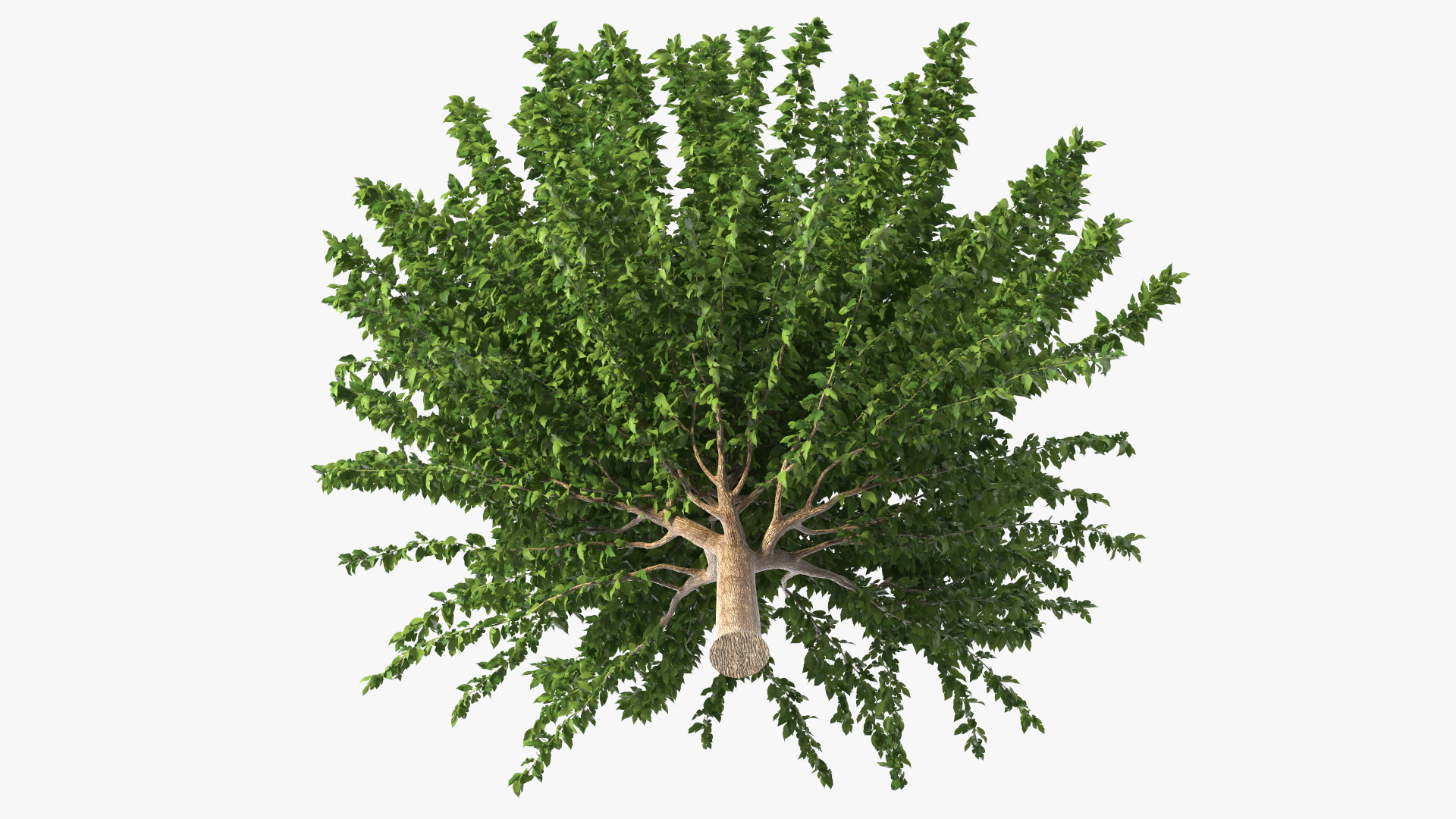 3D Fruitless Mulberry Tree model
