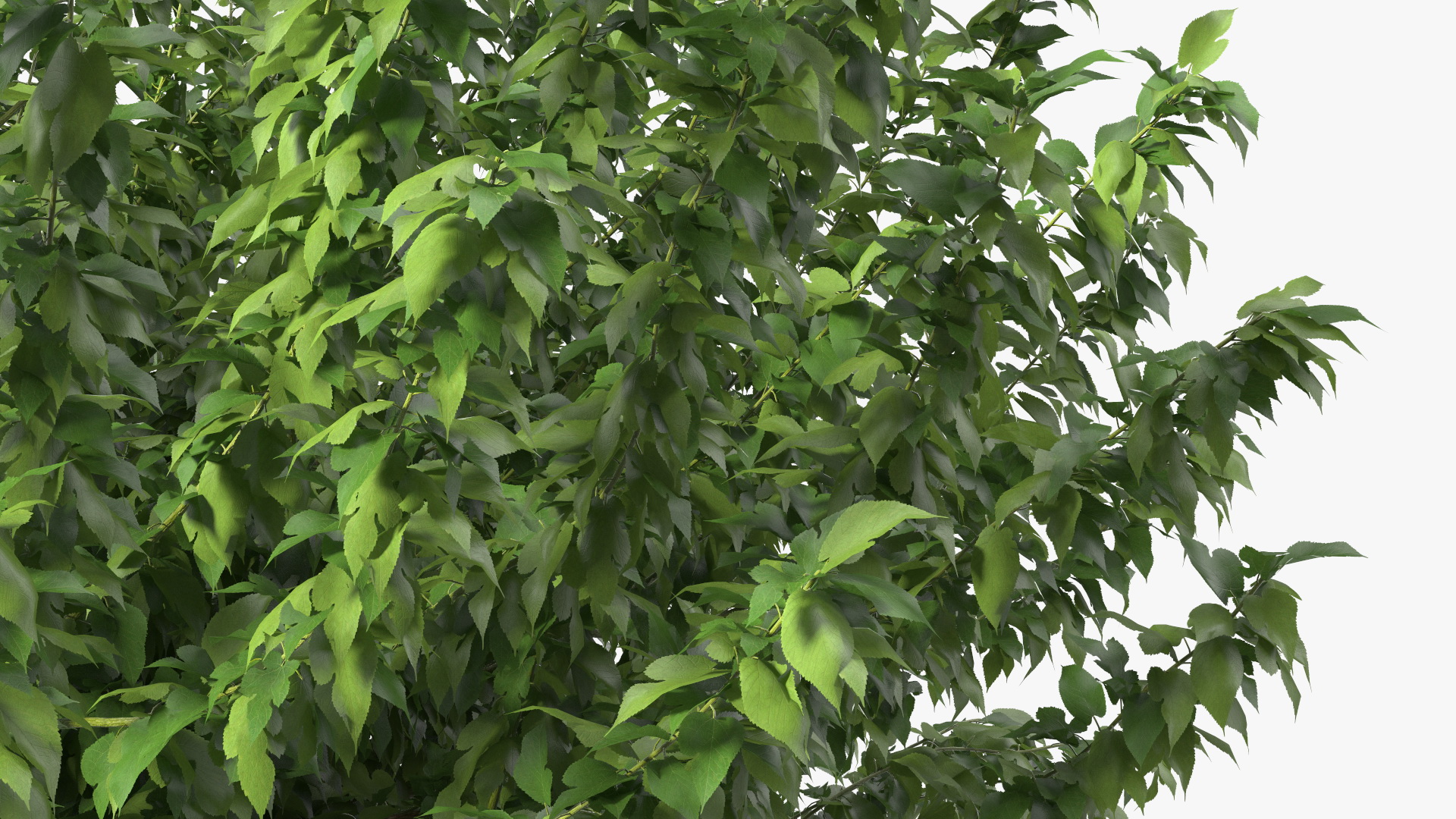 3D Fruitless Mulberry Tree model