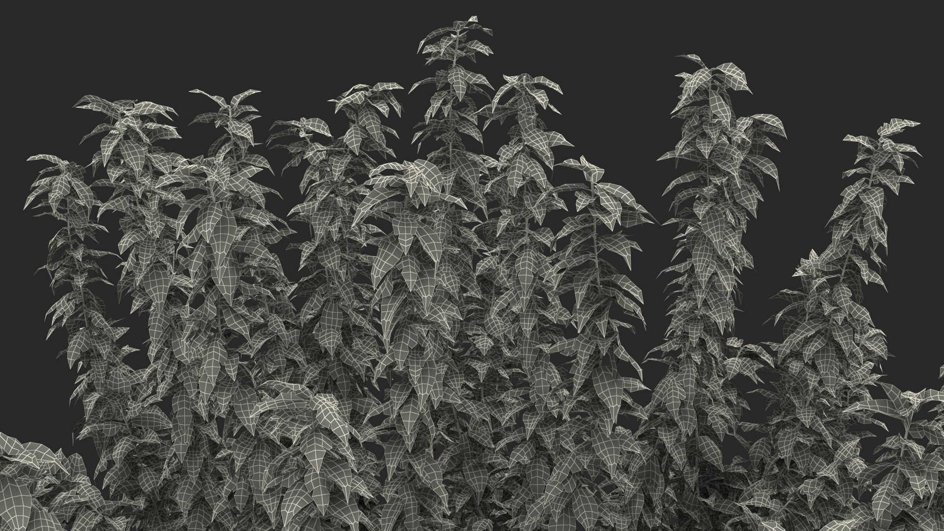 3D Fruitless Mulberry Tree model