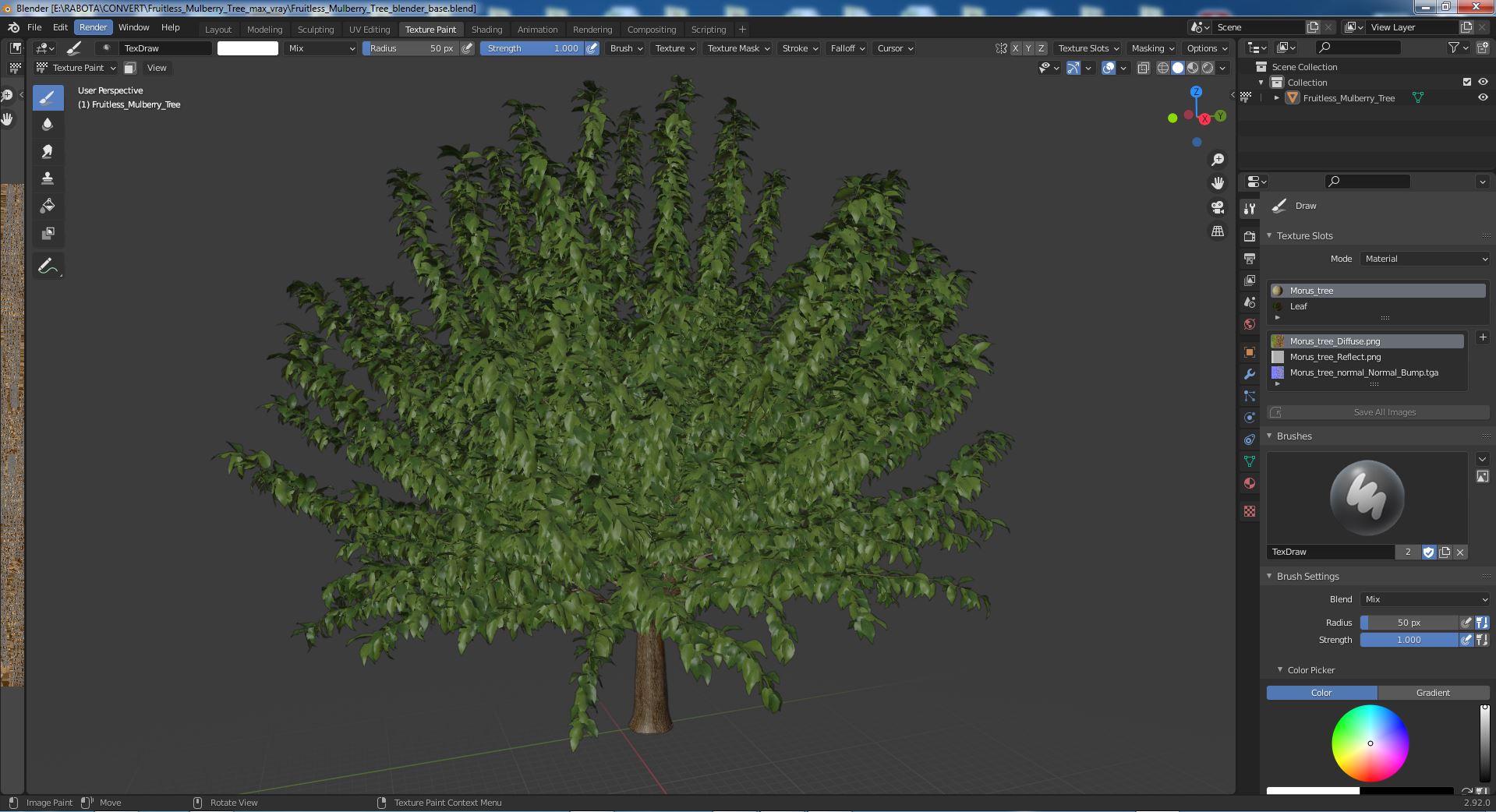 3D Fruitless Mulberry Tree model