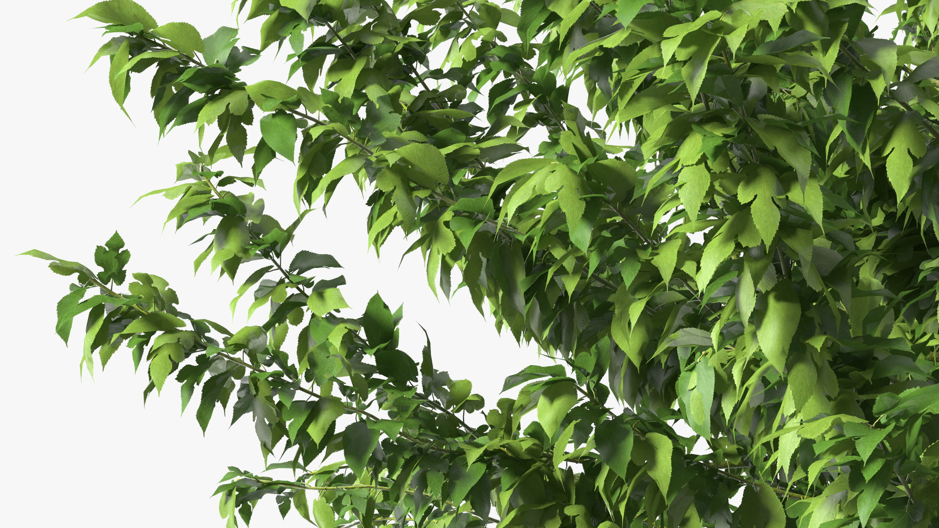 3D Fruitless Mulberry Tree model