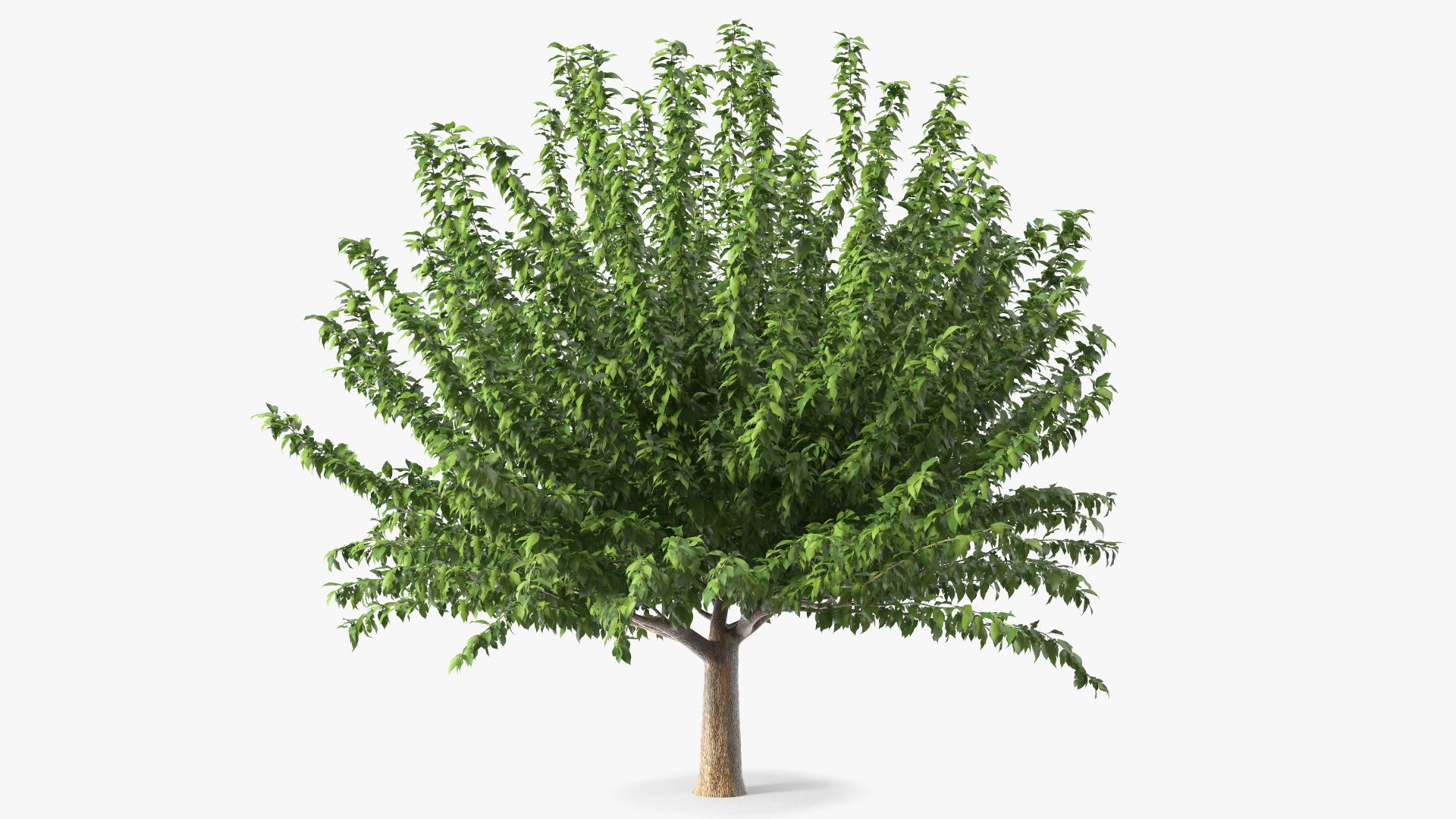 3D Fruitless Mulberry Tree model