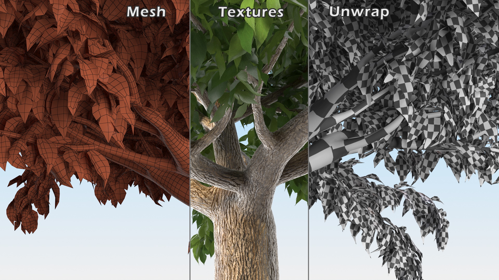 3D Fruitless Mulberry Tree model