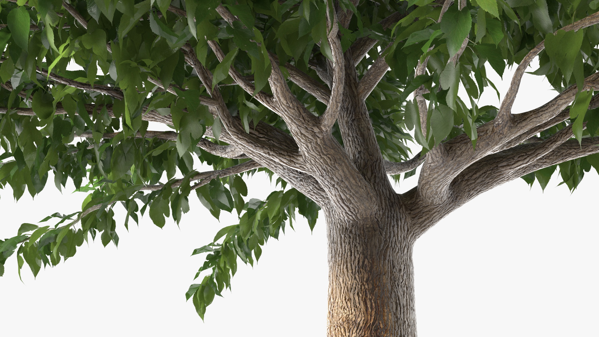 3D Fruitless Mulberry Tree model