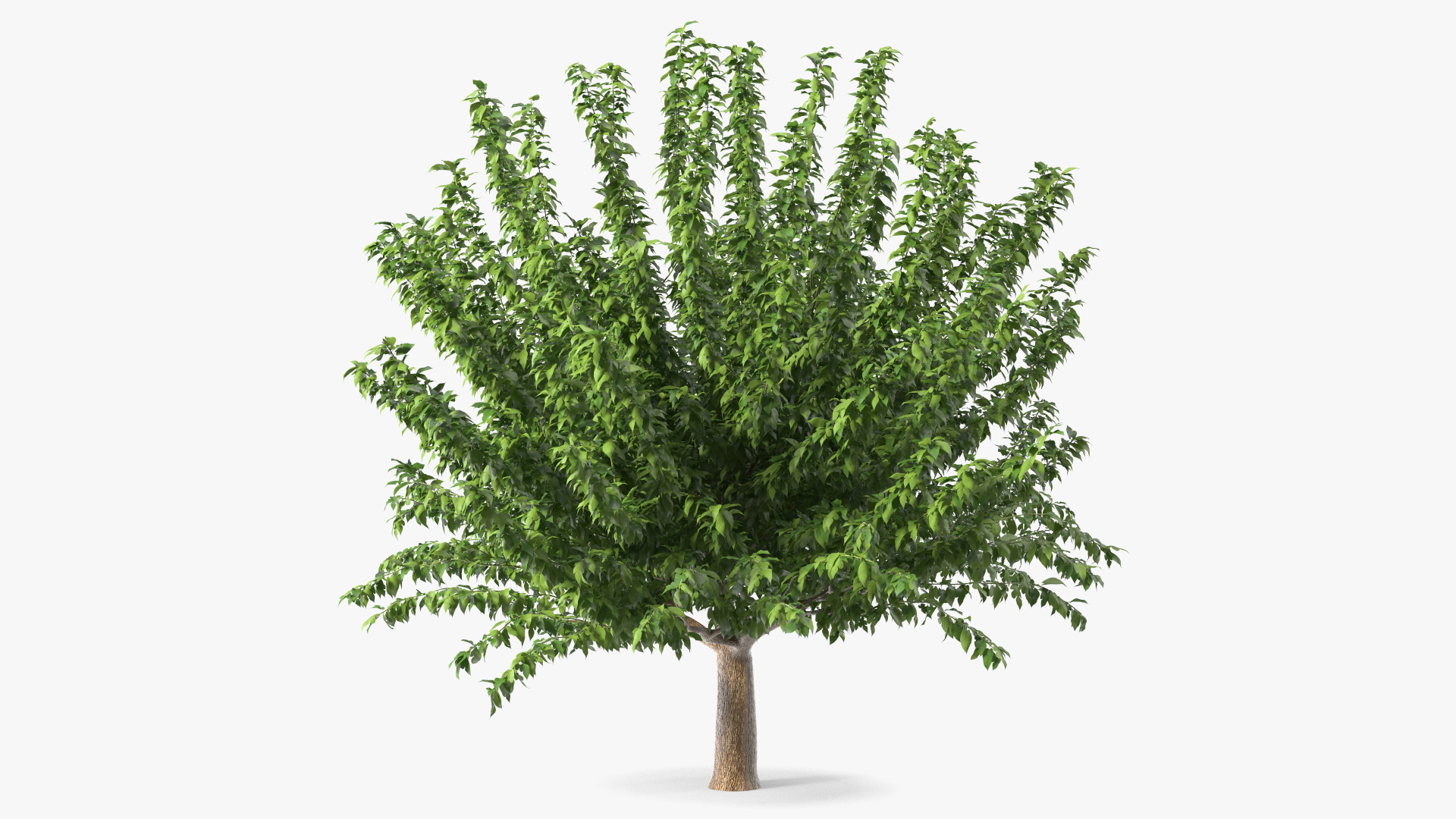 3D Fruitless Mulberry Tree model