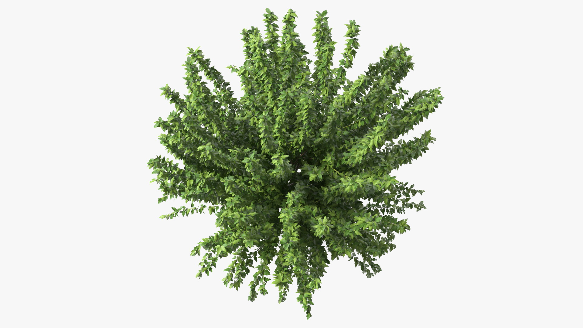 3D Fruitless Mulberry Tree model