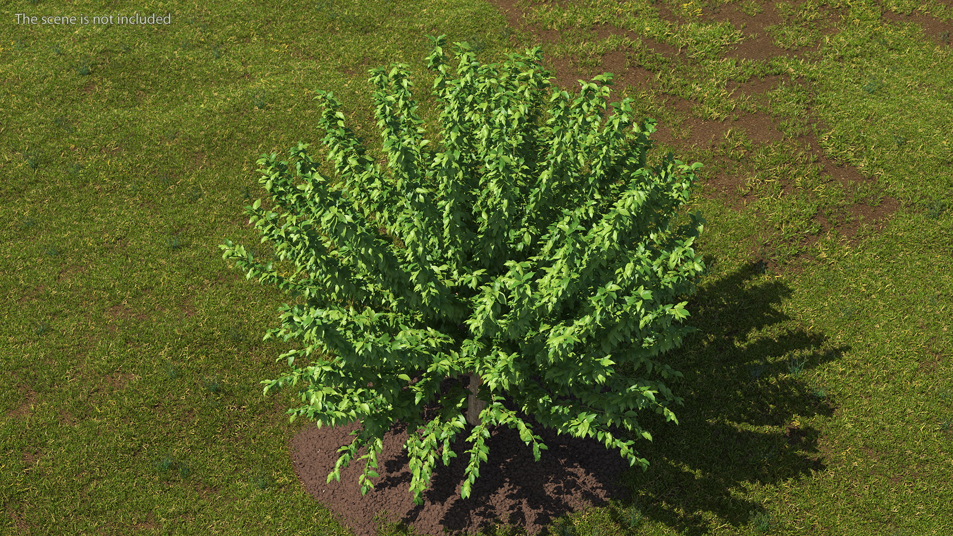 3D Fruitless Mulberry Tree model