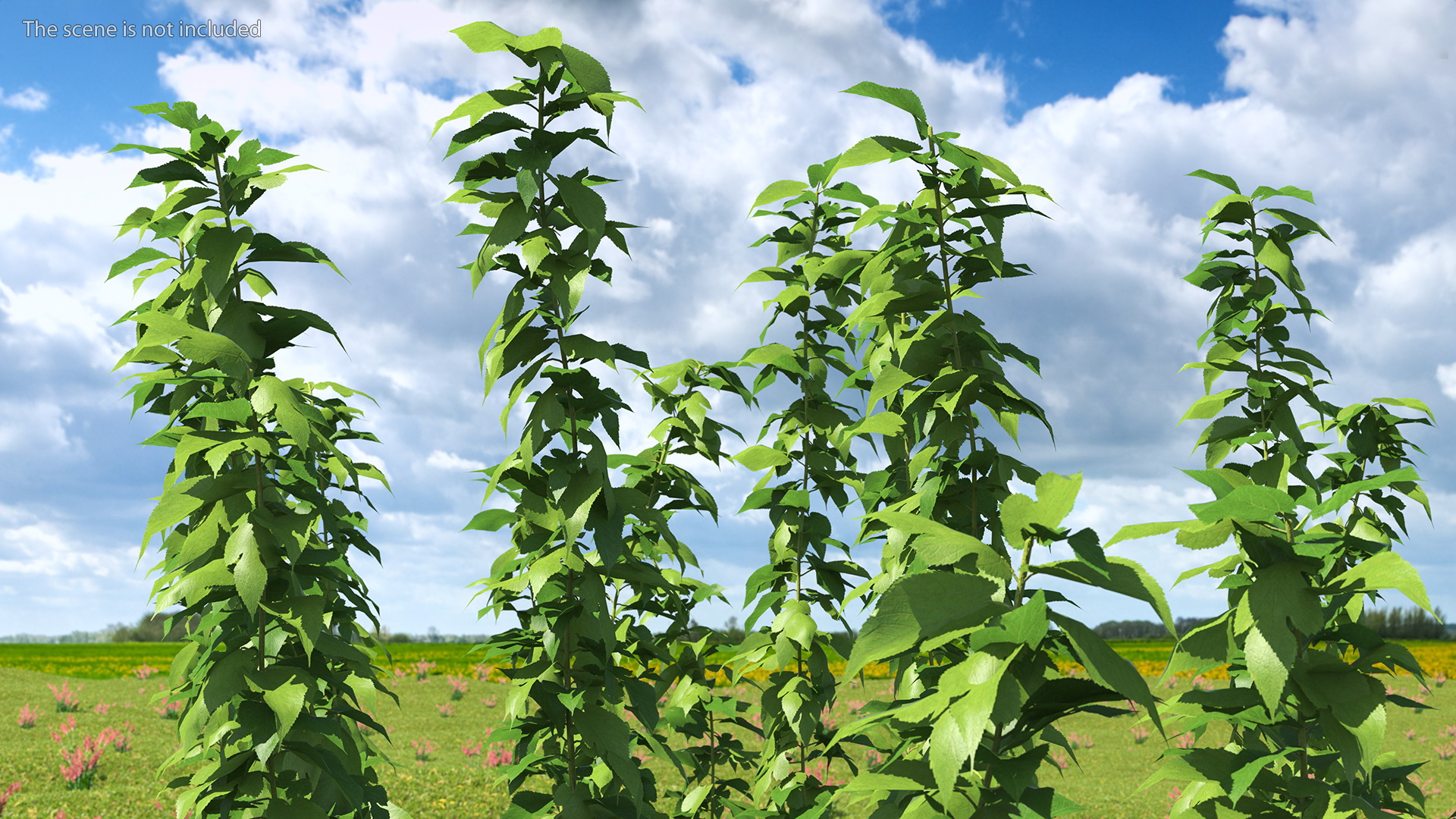 3D Fruitless Mulberry Tree model