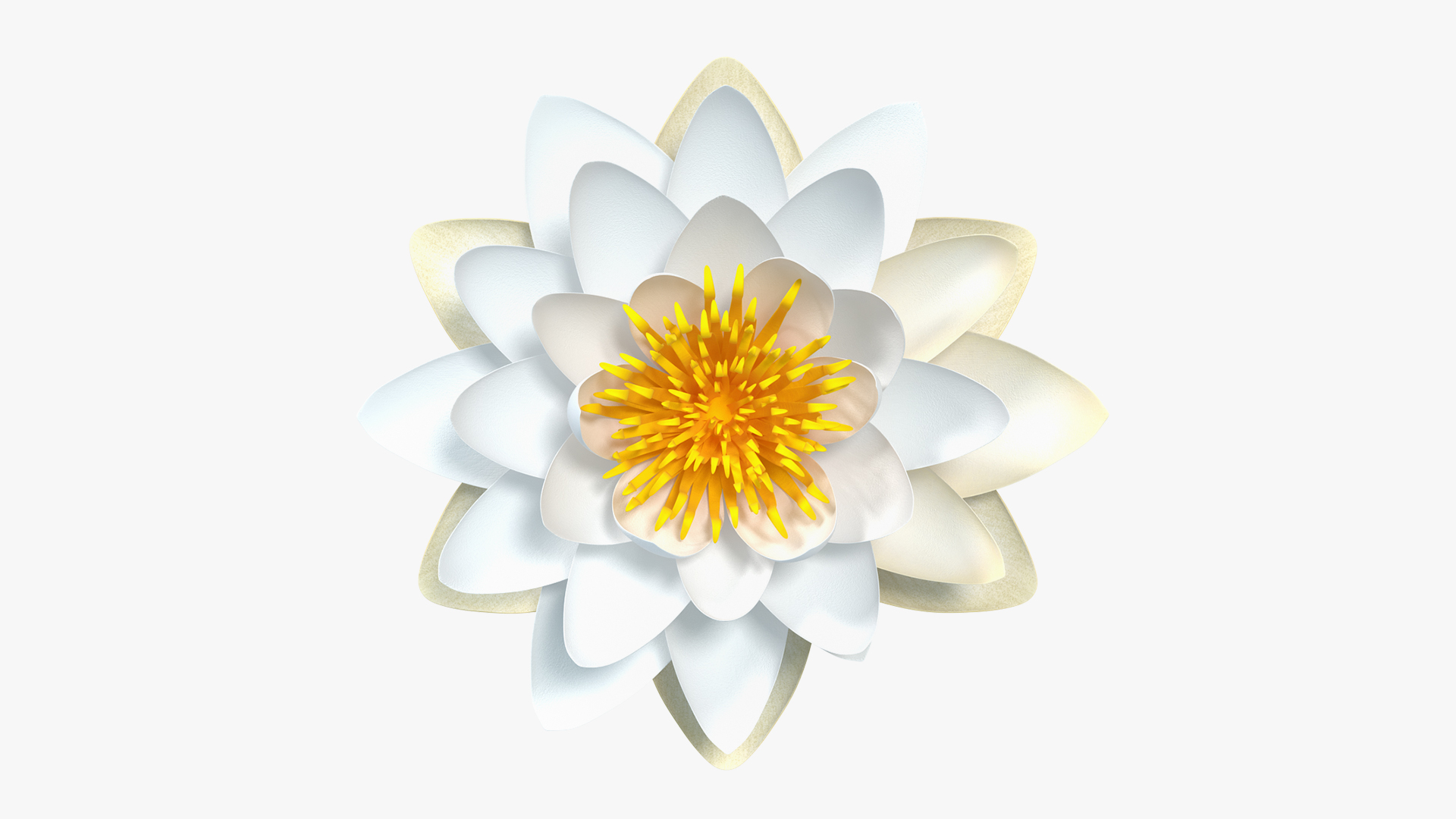 Blooming European White Water Lily 3D model