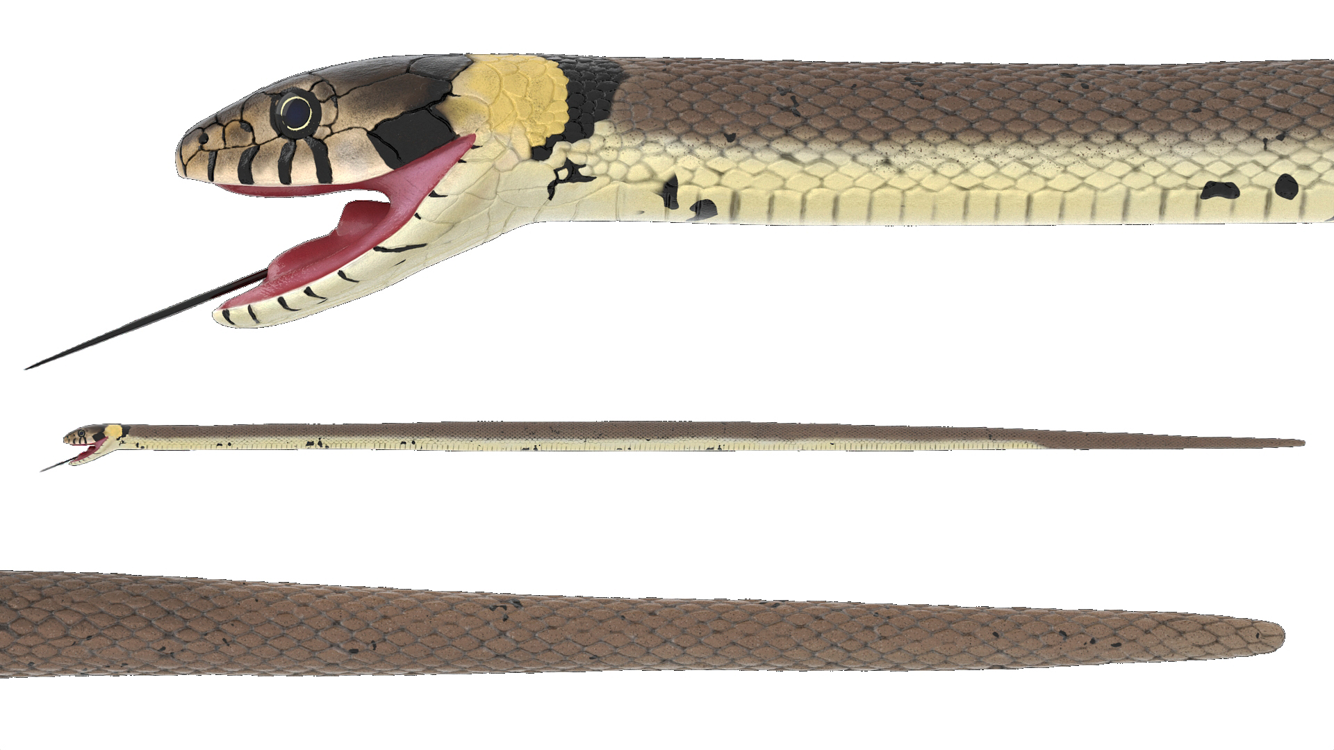 3D Grass Snake