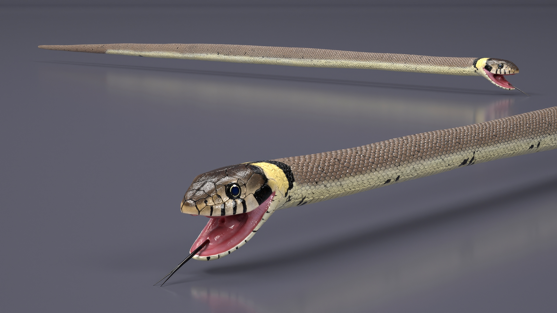 3D Grass Snake