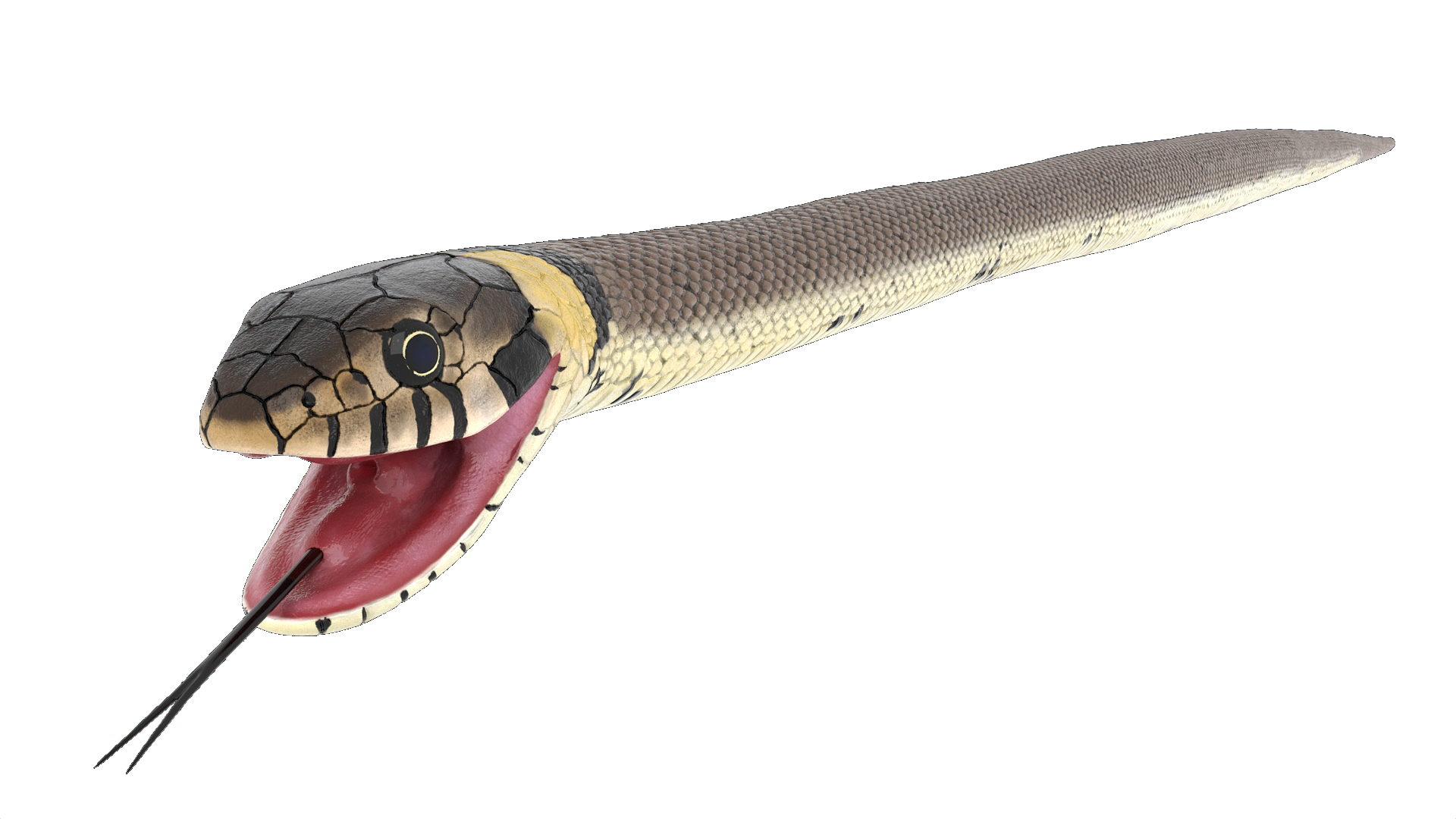 3D Grass Snake