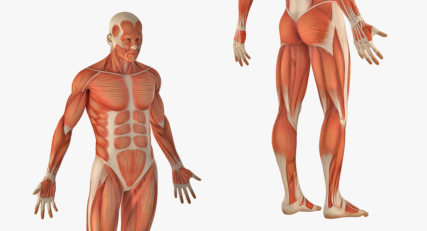 3D model Anatomy Male Muscular System Rigged