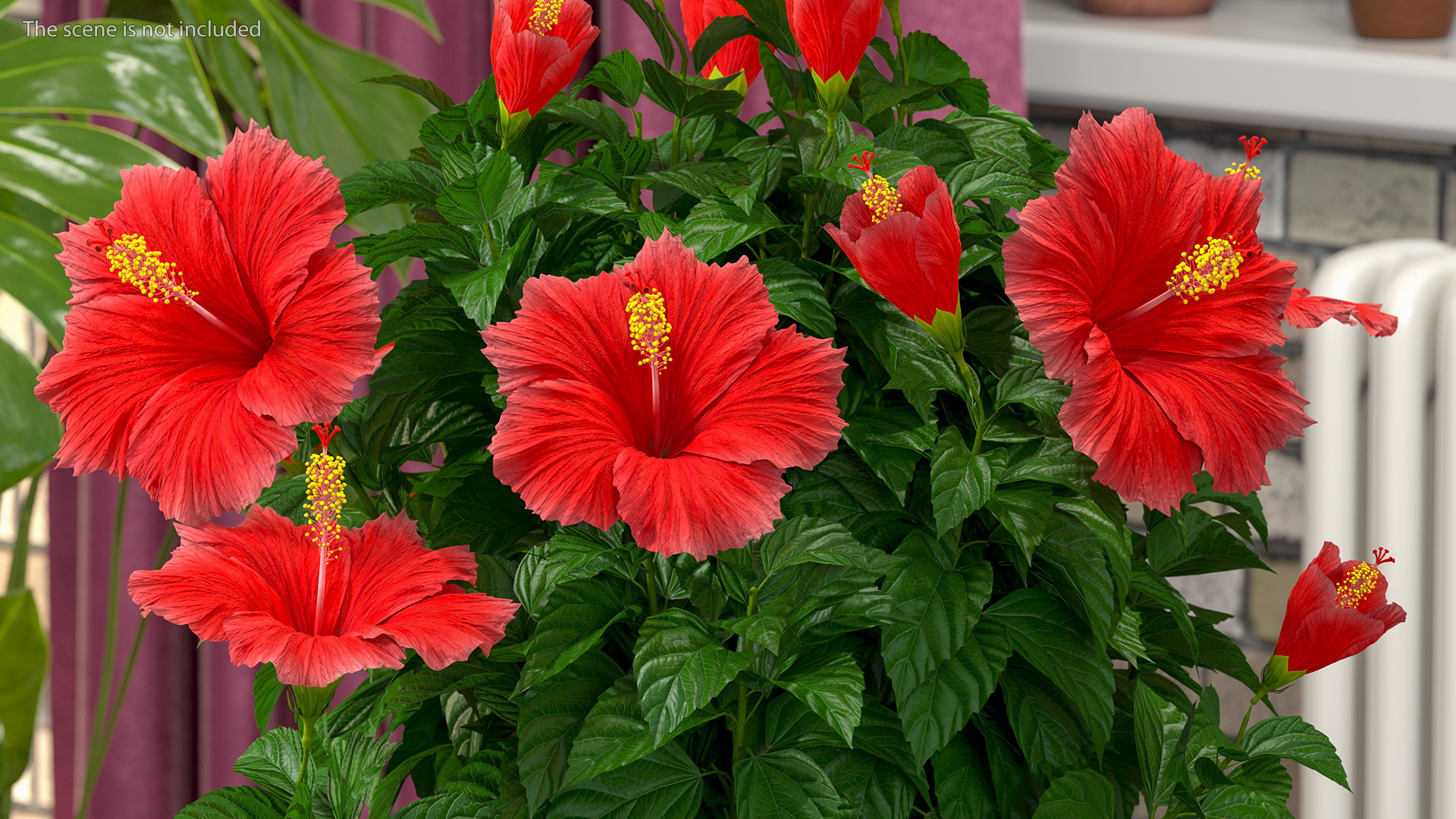 3D Blooming Red Hibiscus Flower model